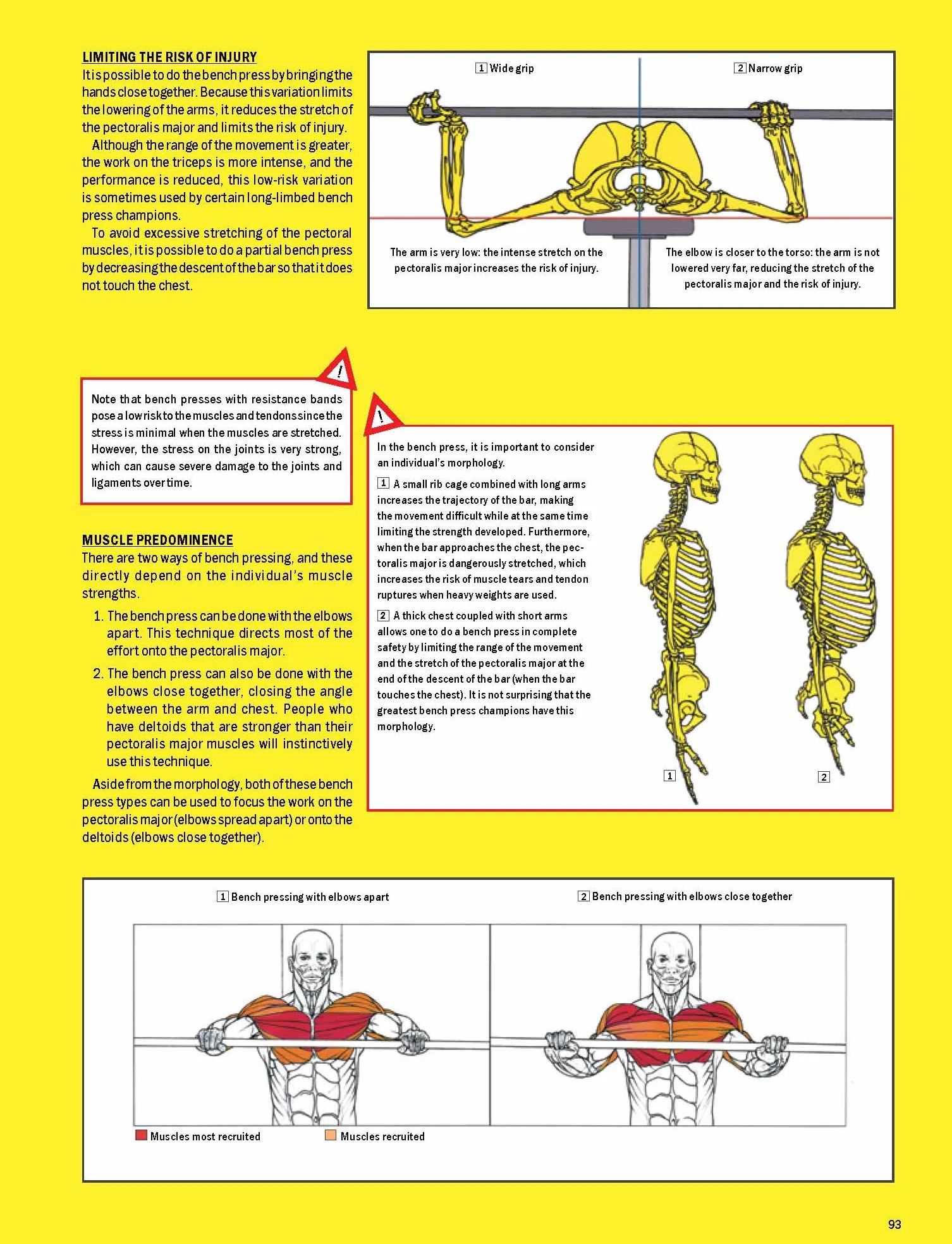 Strength Training Anatomy