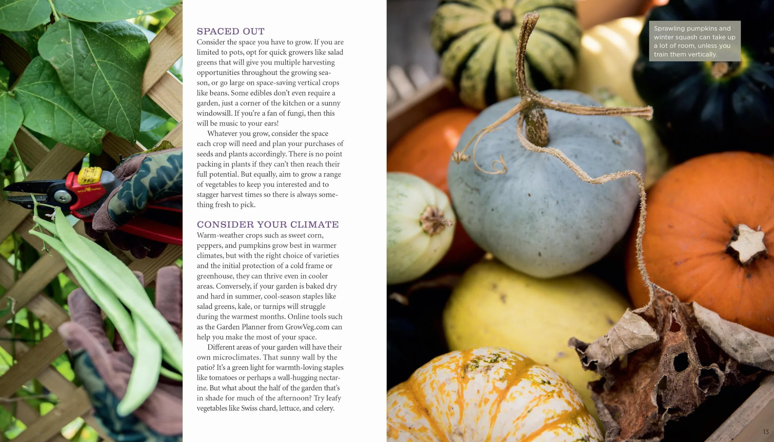 GrowVeg: The Beginner's Guide to Easy Vegetable Gardening