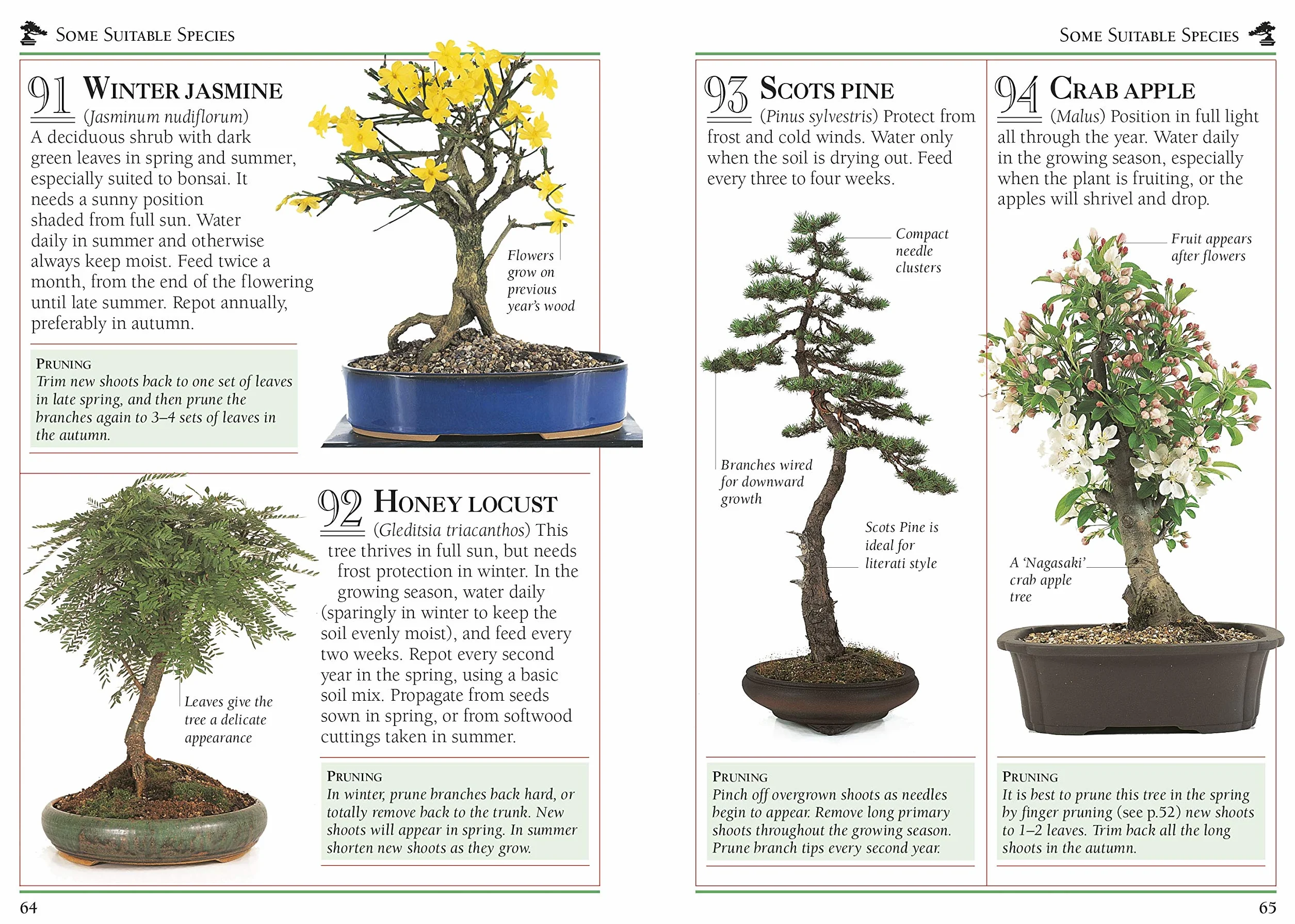101 Essential Tips Bonsai: Breaks Down the Subject into 101 Easy-to-Grasp Tips