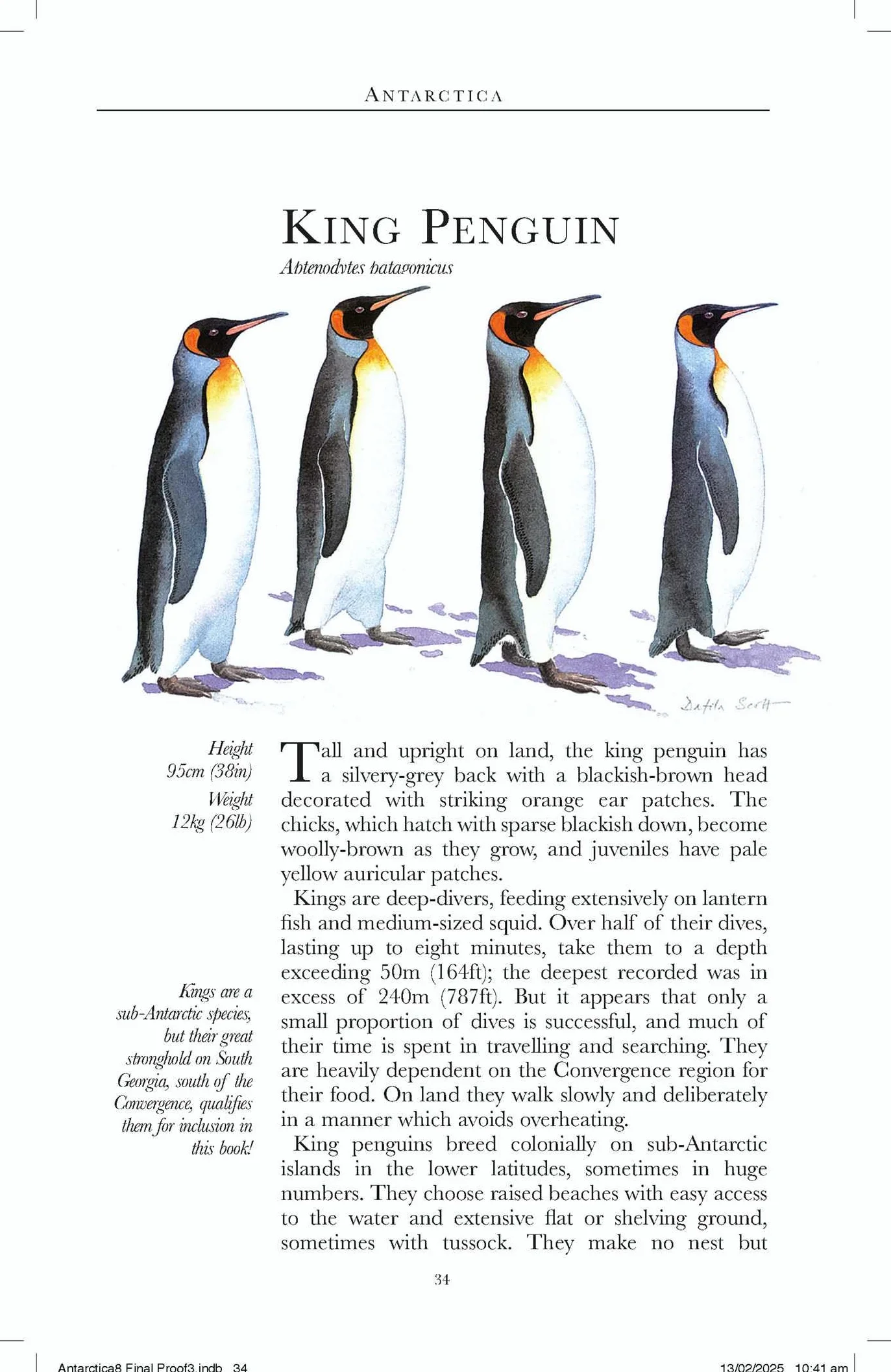 Antarctica wildlife: A Guide to the Wildlife