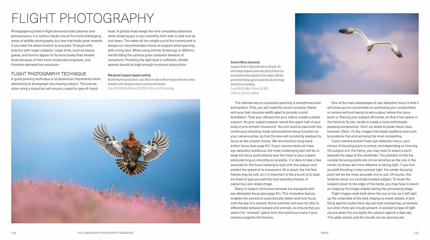 The Wildlife Photography Workshop