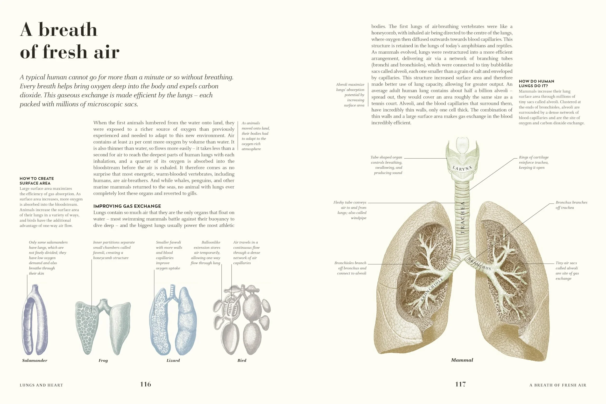 Humans: The Evolution of a Species