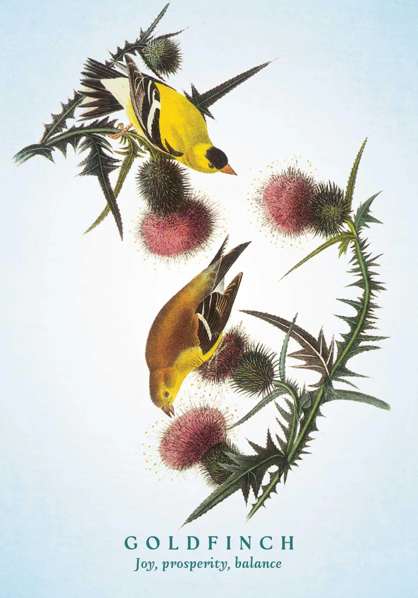 The Spiritual Meaning of Birds Oracle Deck: Discover the Wisdom & Insight of These Divine Winged Messengers