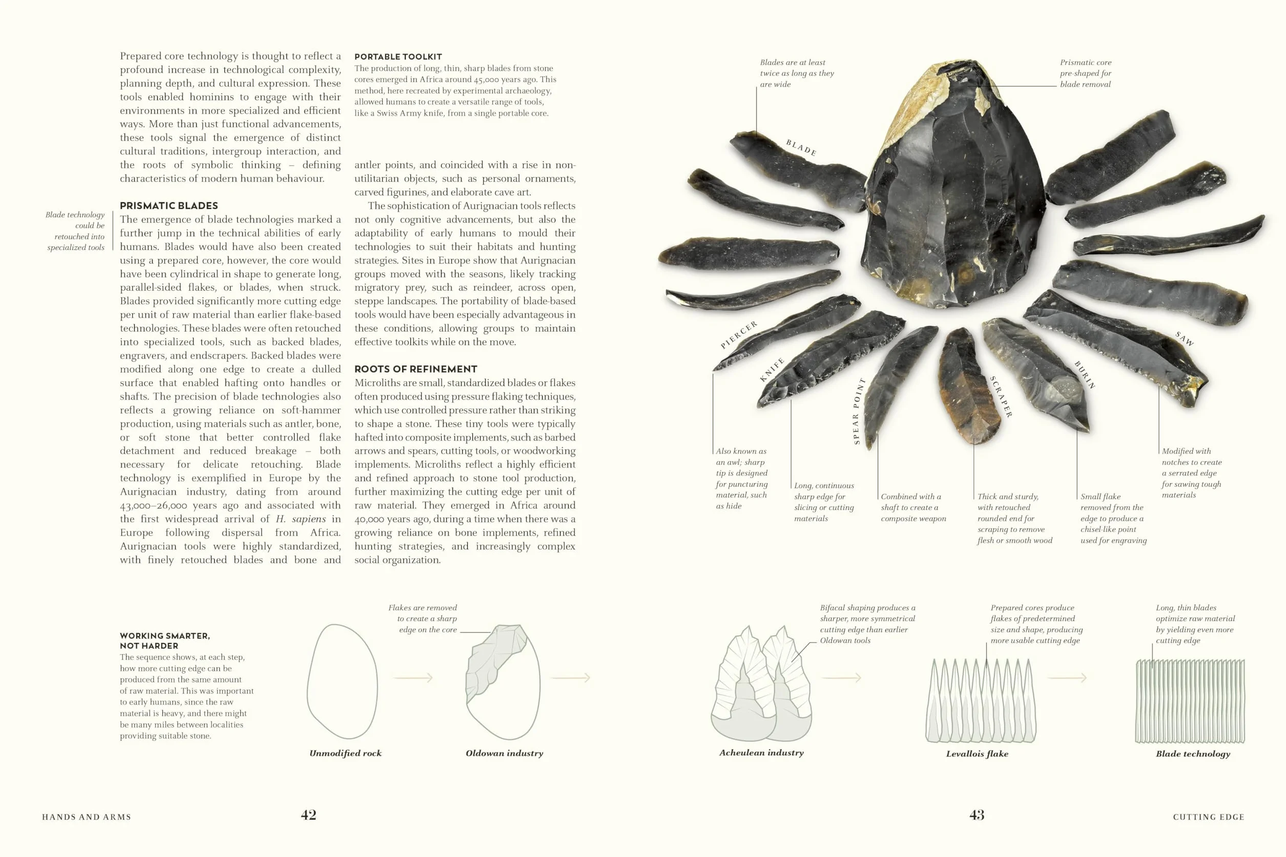 Humans: The Evolution of a Species