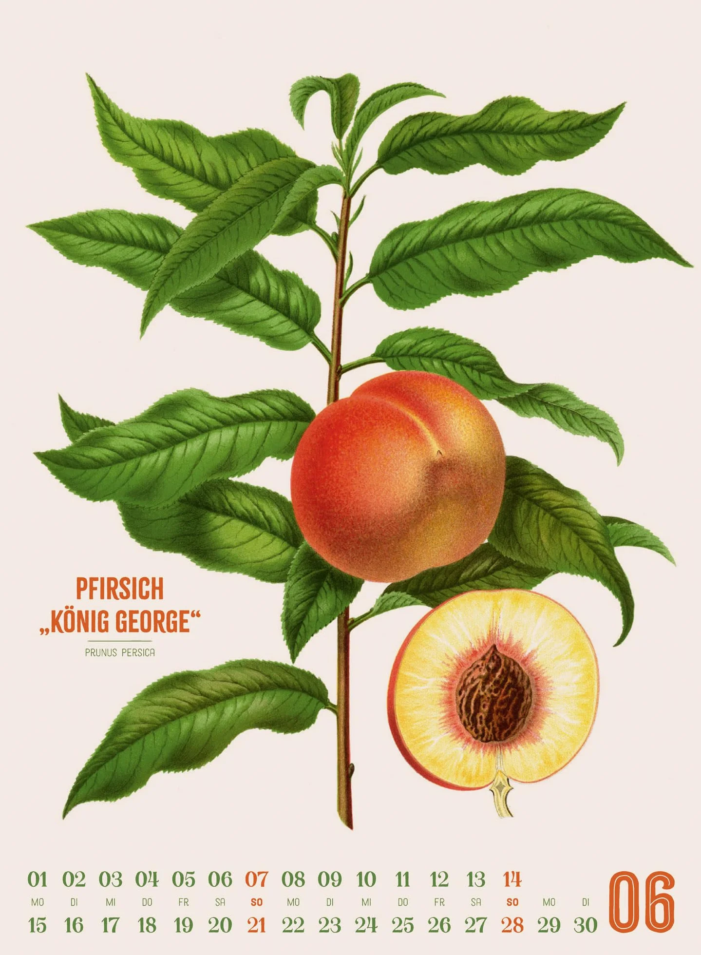 Obstgarten Kalender 2026 | Apfel, Birne, Pflaume & Co.: Stilvoller Retro-Küchen-Kalender im Hochformat (33x45 cm) | Gedruckt auf Apfelpapier