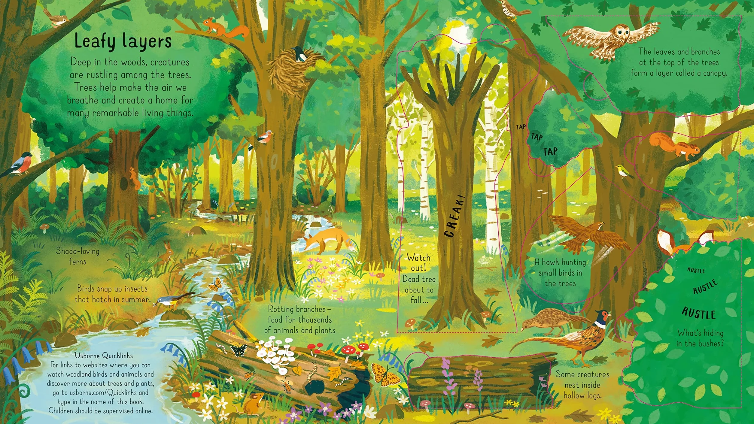 Look Inside the Woods
