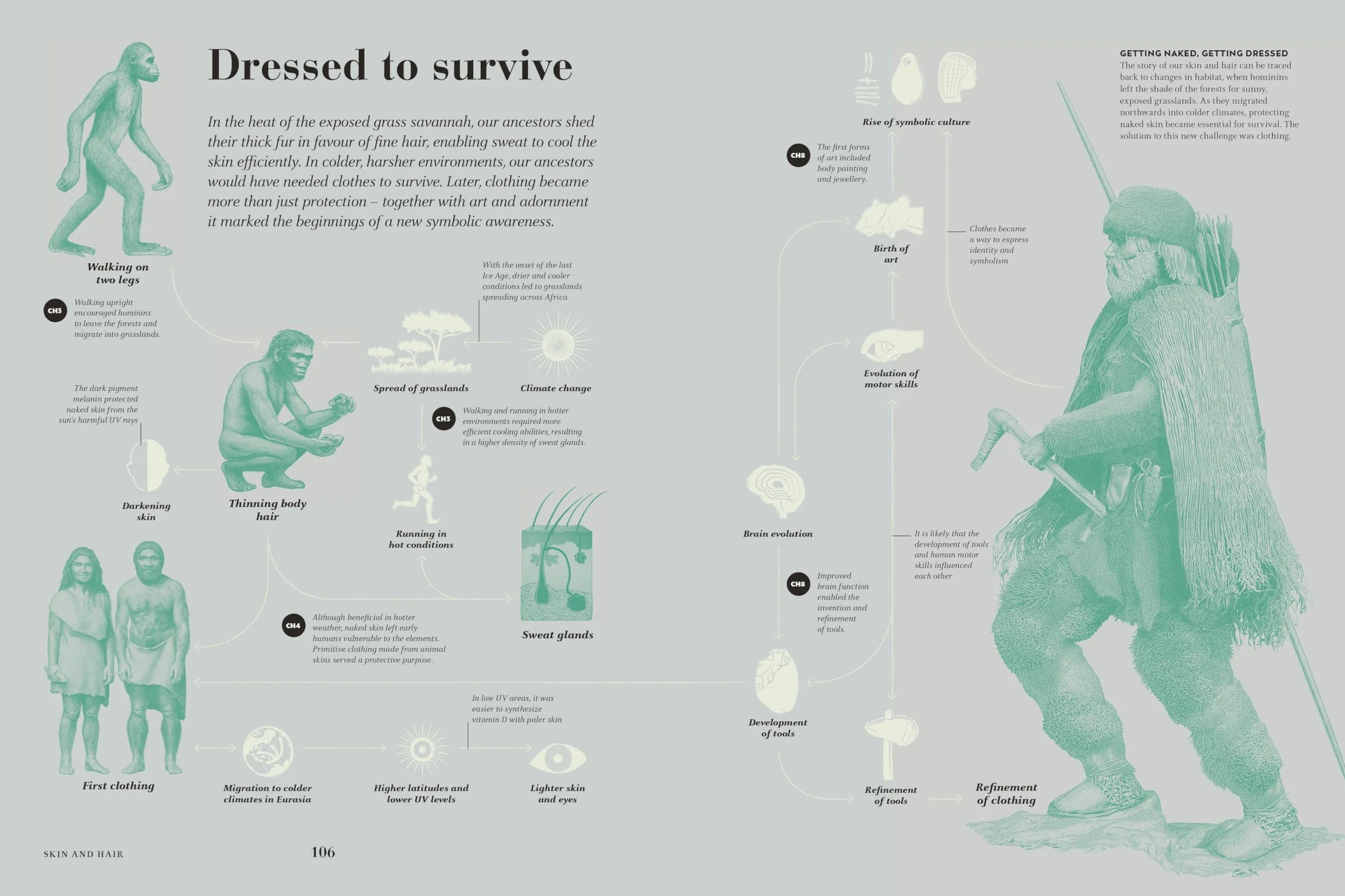 Humans: The Evolution of a Species