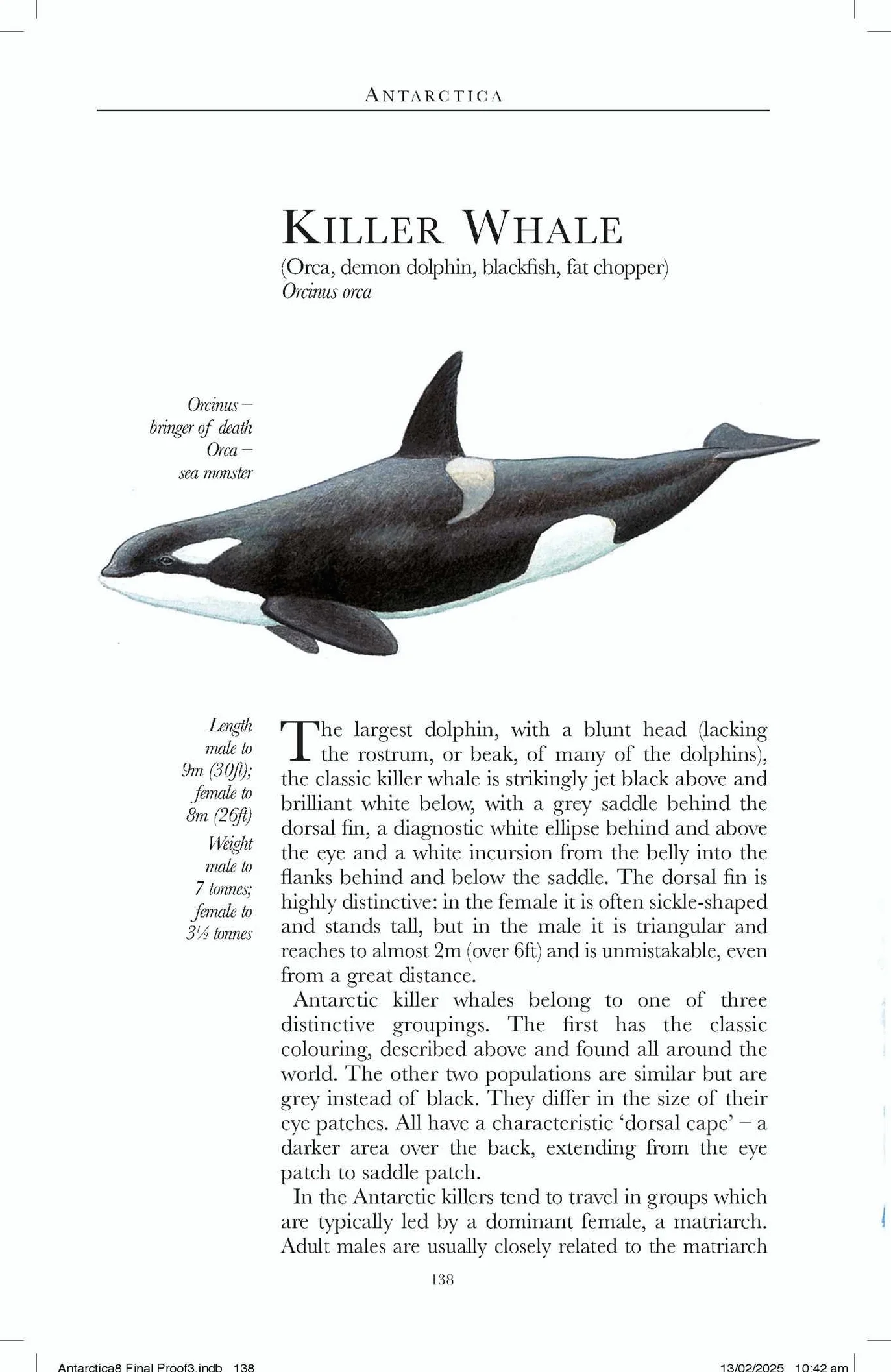 Antarctica wildlife: A Guide to the Wildlife