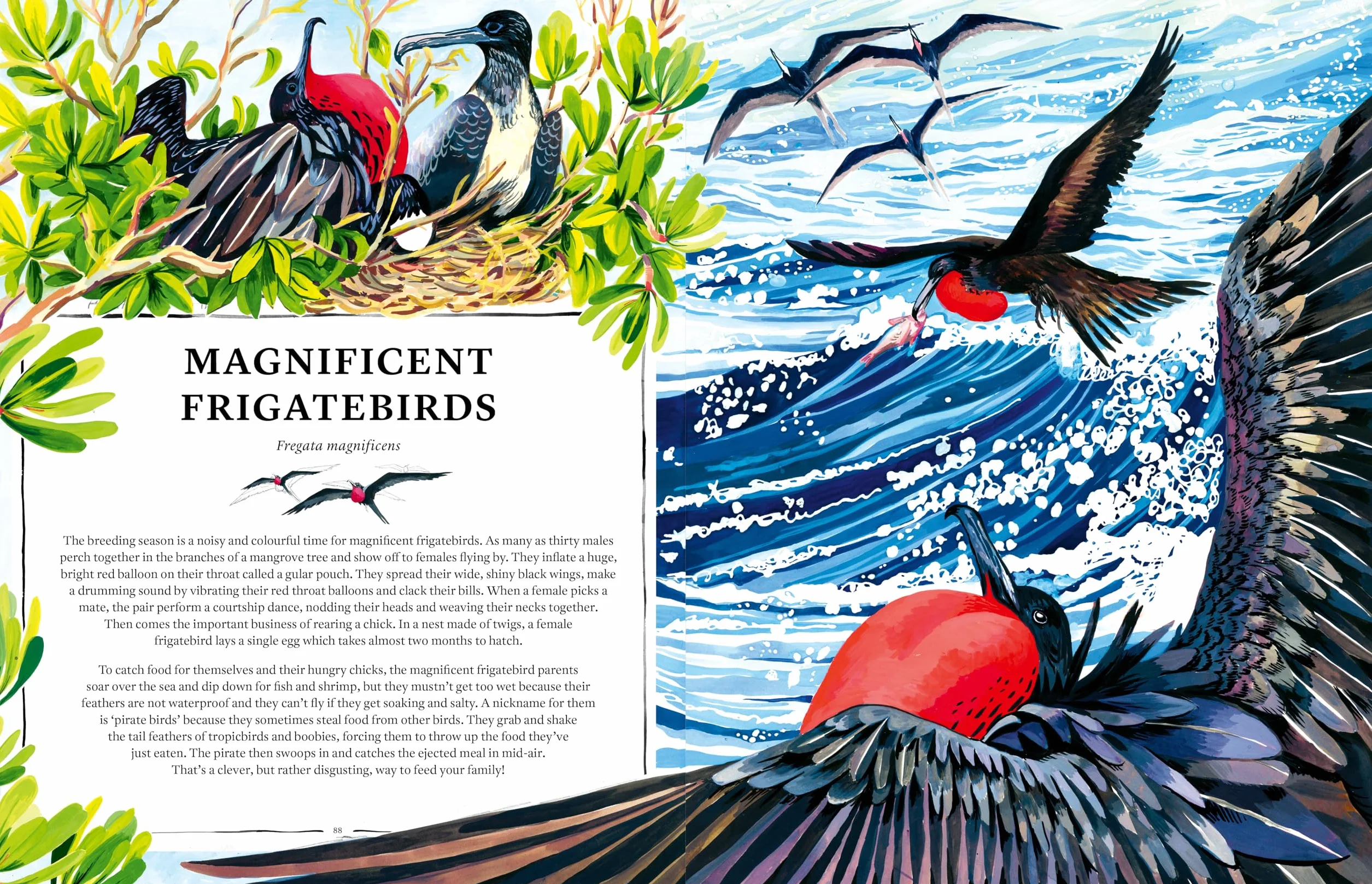 Oceanopedia /anglais: an Encyclopedia of Marine Creatures