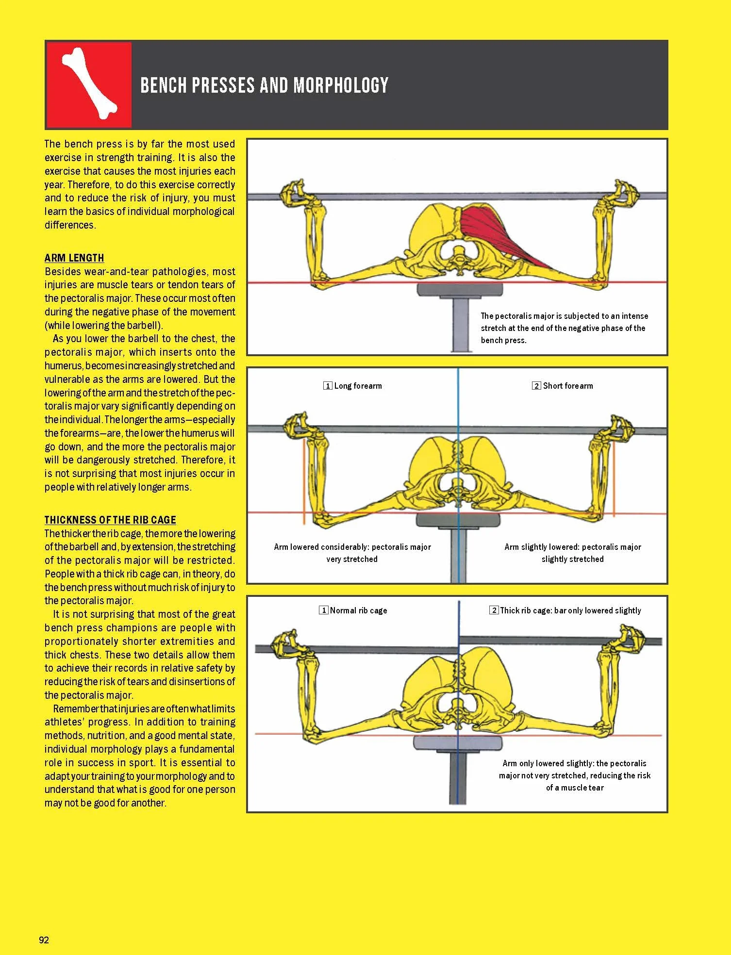 Strength Training Anatomy