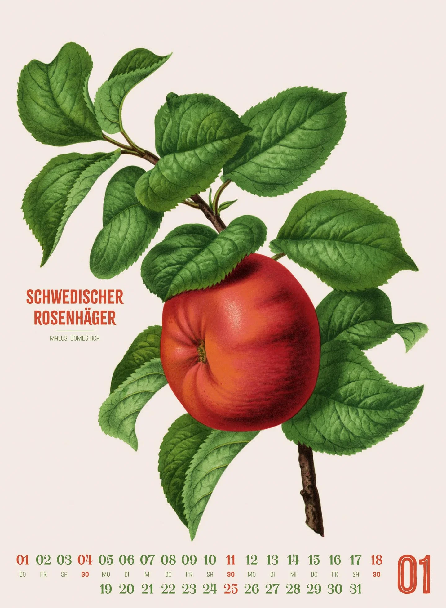 Obstgarten Kalender 2026 | Apfel, Birne, Pflaume & Co.: Stilvoller Retro-Küchen-Kalender im Hochformat (33x45 cm) | Gedruckt auf Apfelpapier