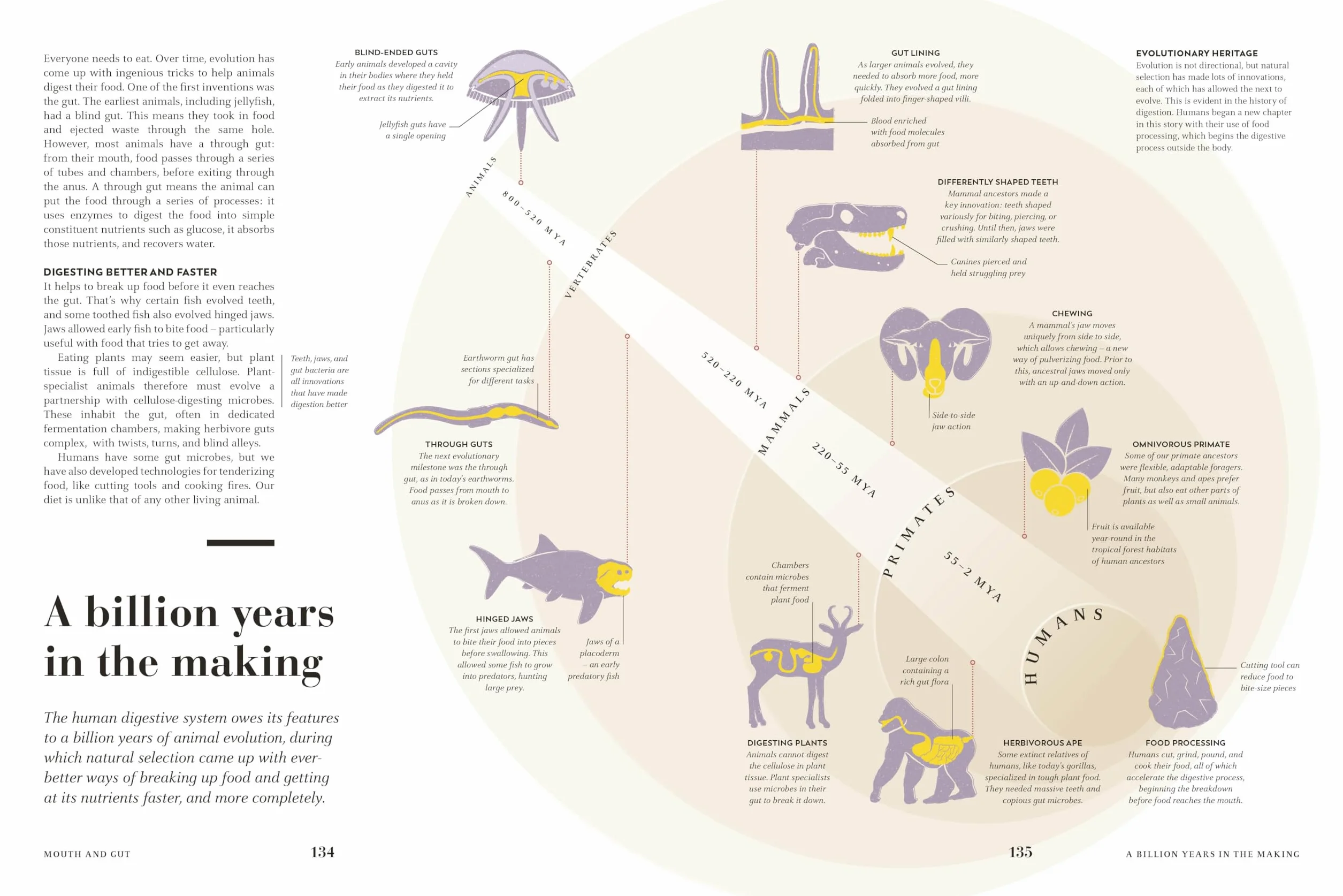 Humans: The Evolution of a Species