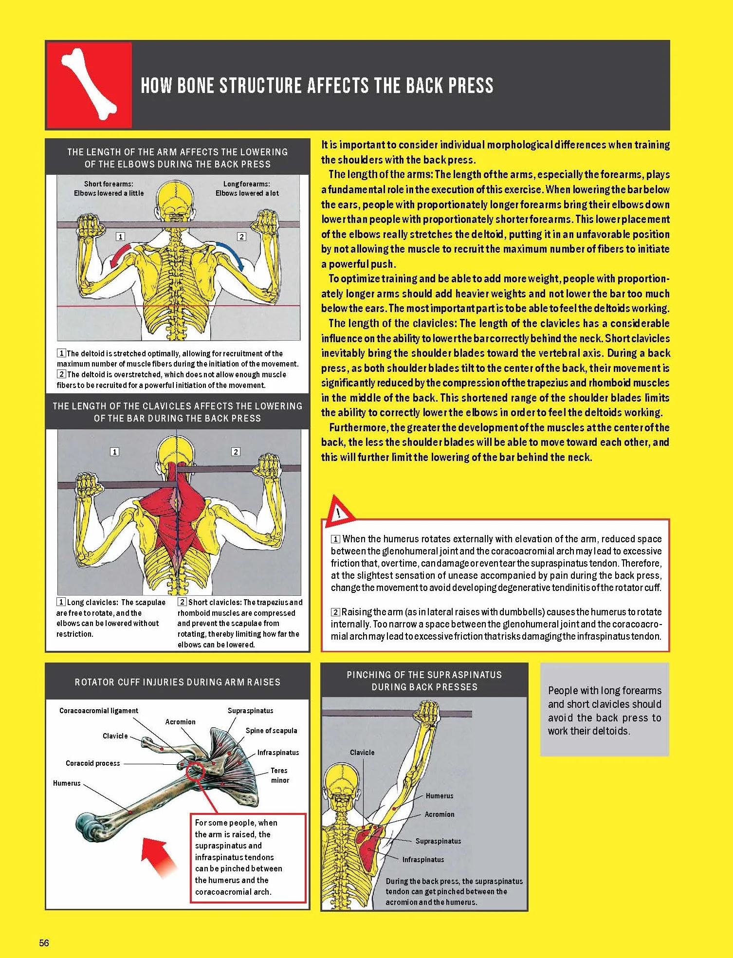 Strength Training Anatomy