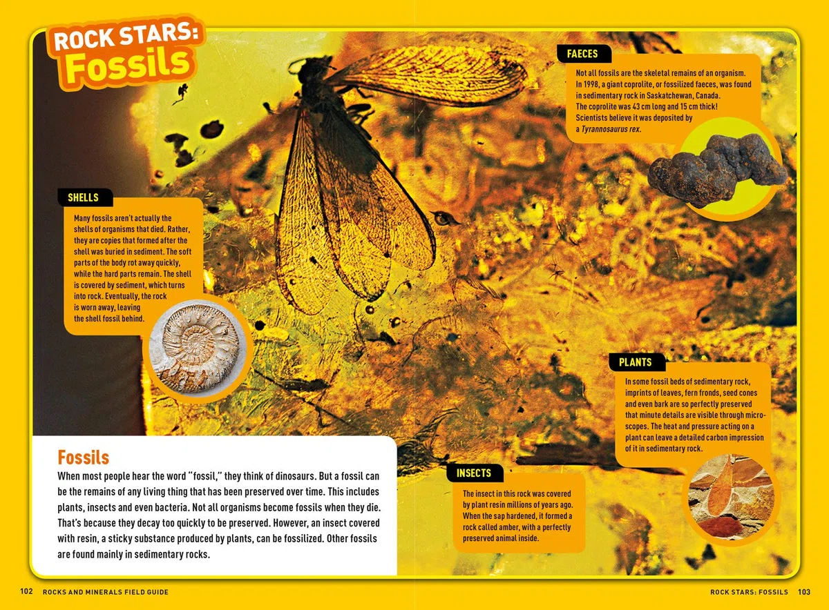 Ultimate Explorer Field Guides Rocks and Minerals: Find Adventure! Have fun outdoors! Be a rock detective!
