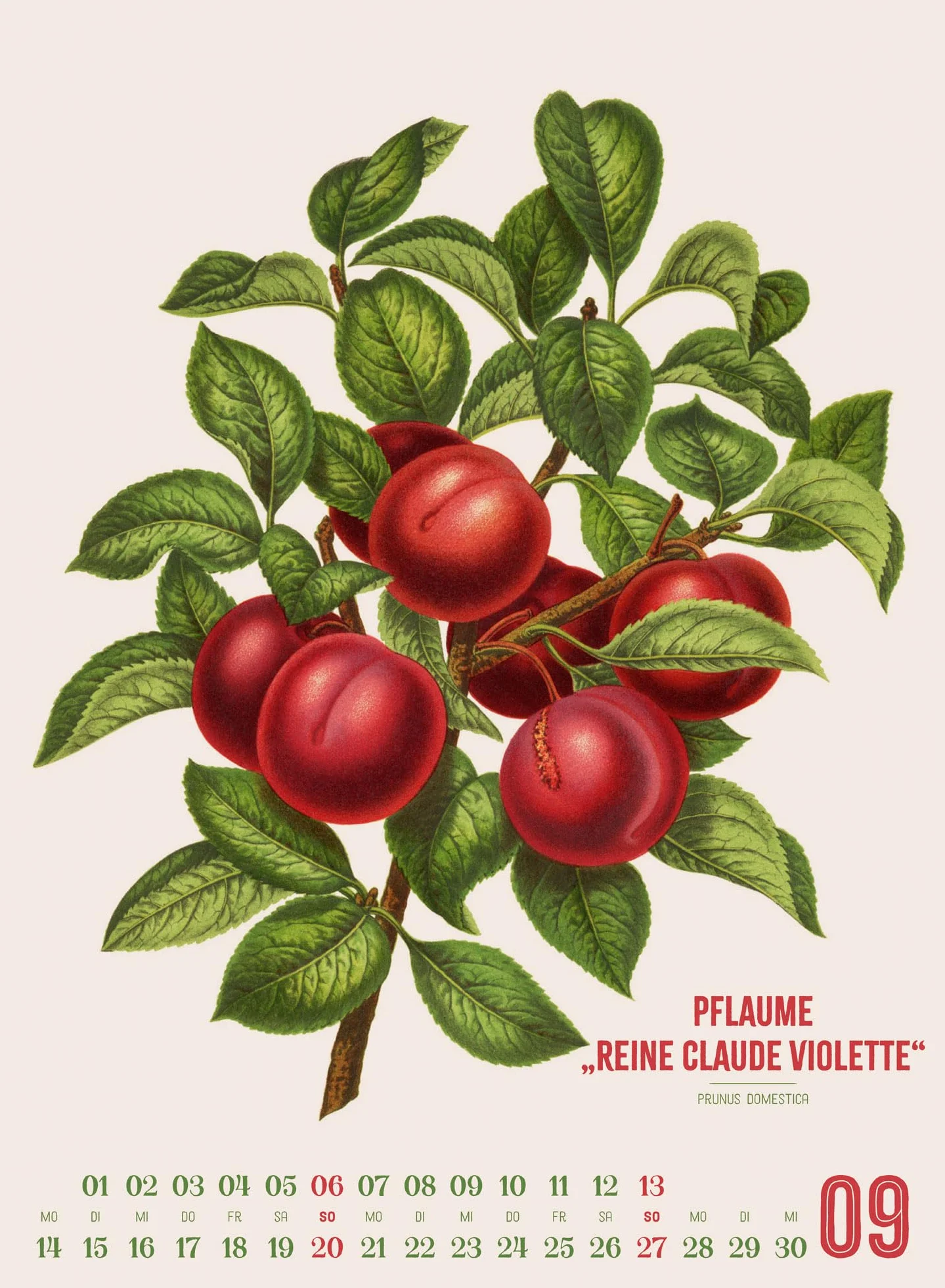 Obstgarten Kalender 2026 | Apfel, Birne, Pflaume & Co.: Stilvoller Retro-Küchen-Kalender im Hochformat (33x45 cm) | Gedruckt auf Apfelpapier