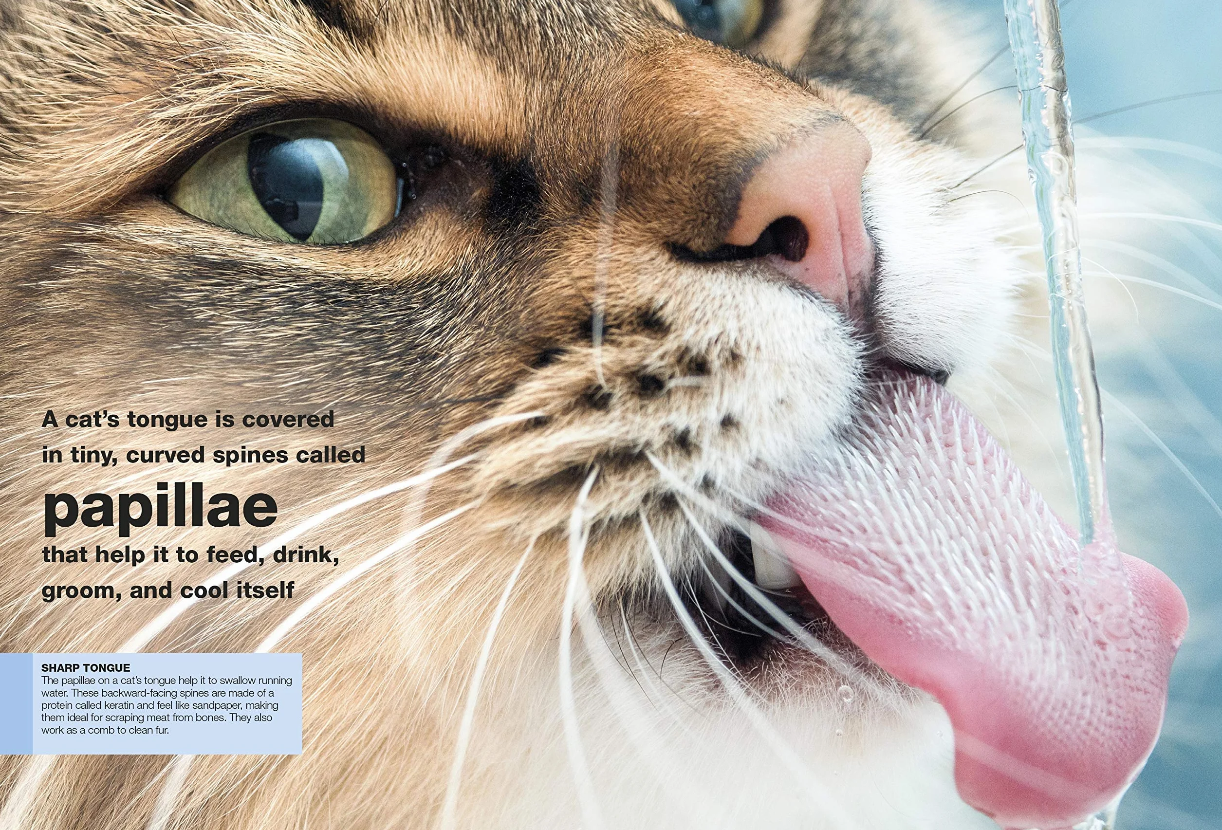 Cats: Facts at Your Fingertips (Pocket Eyewitness)