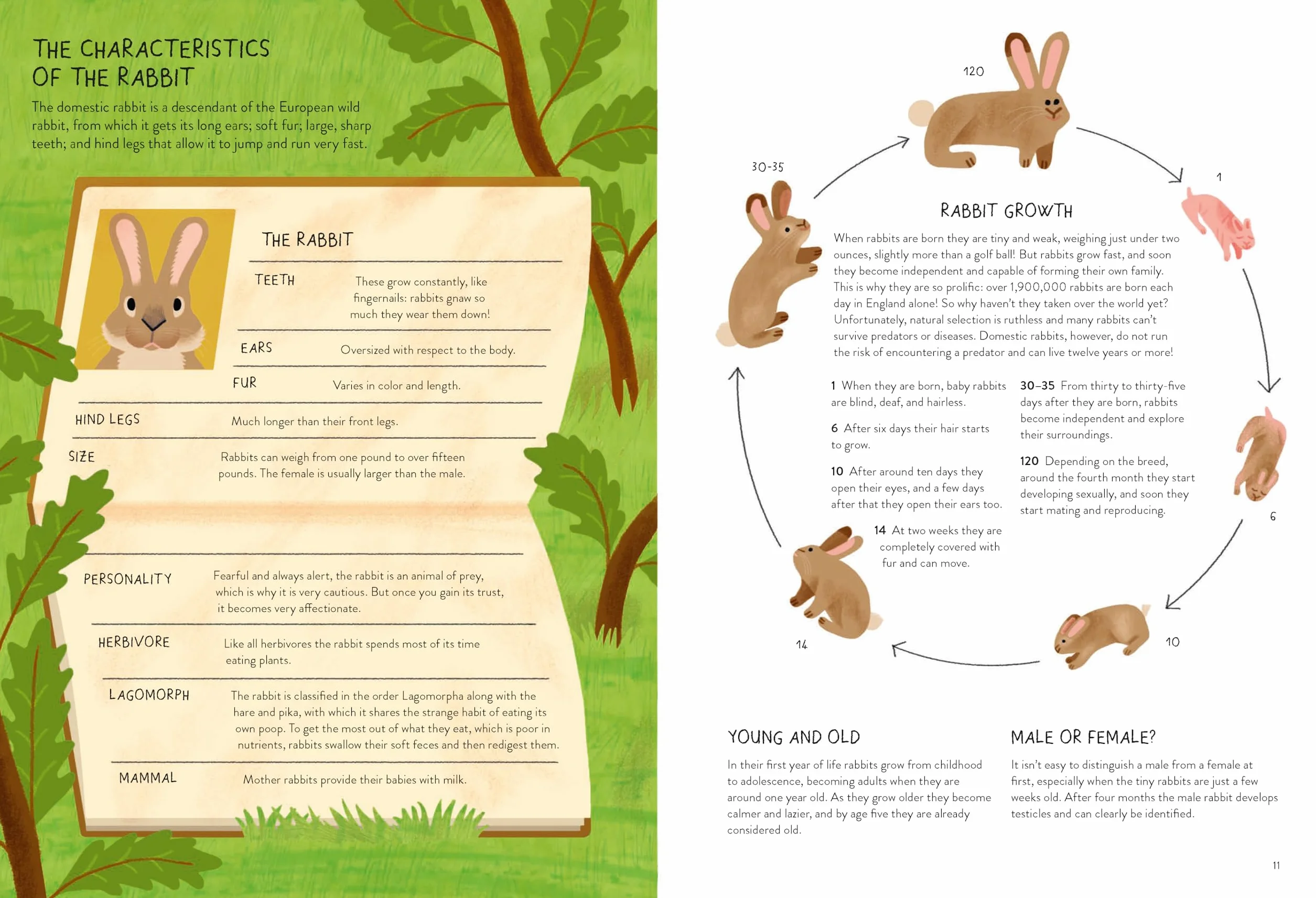 Rabbitology: The Ultimate Encyclopedia