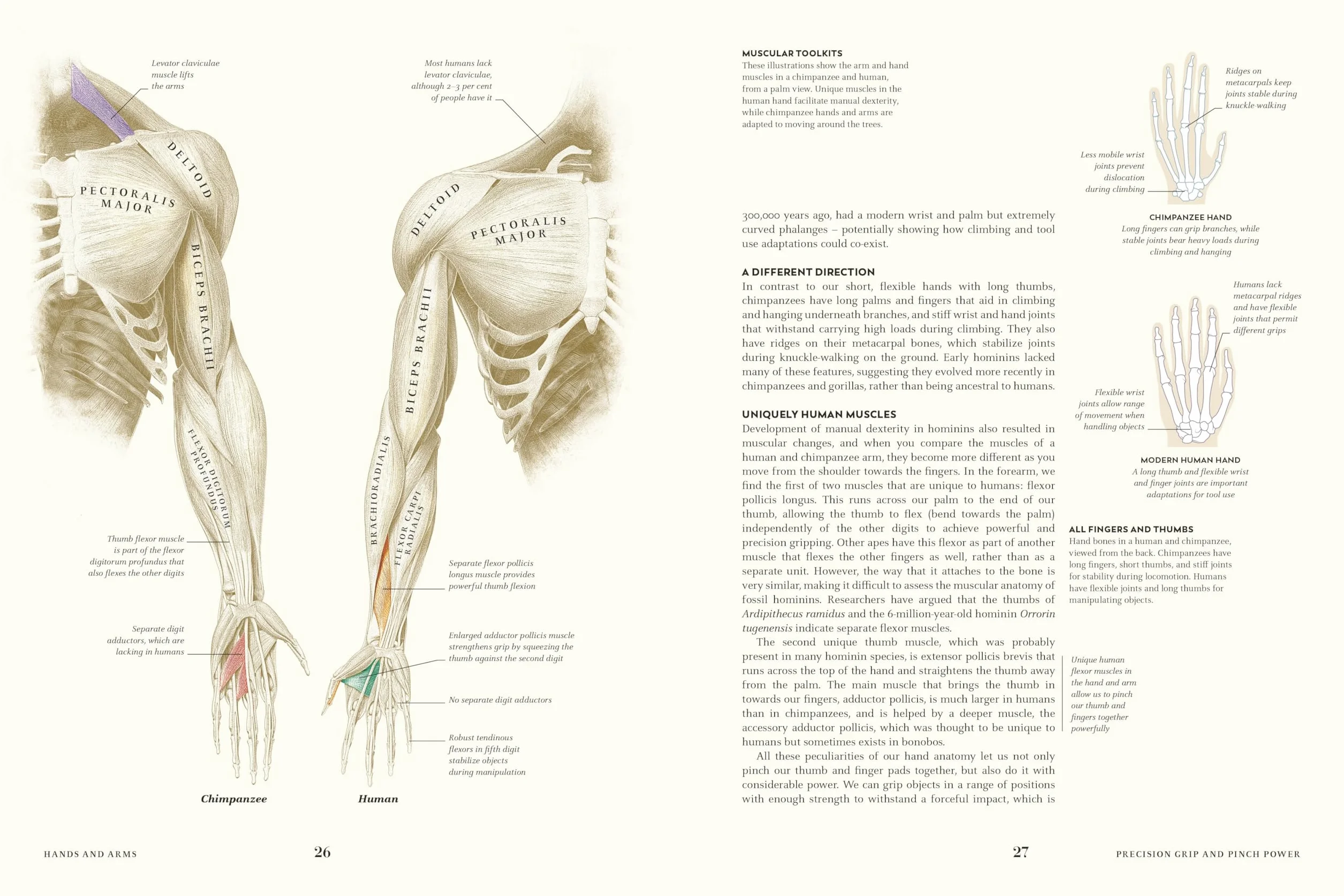 Humans: The Evolution of a Species