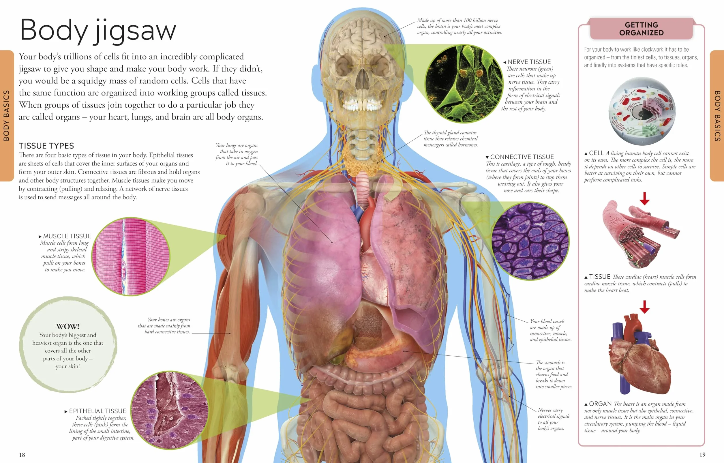 Human Body A Children's Encyclopedia