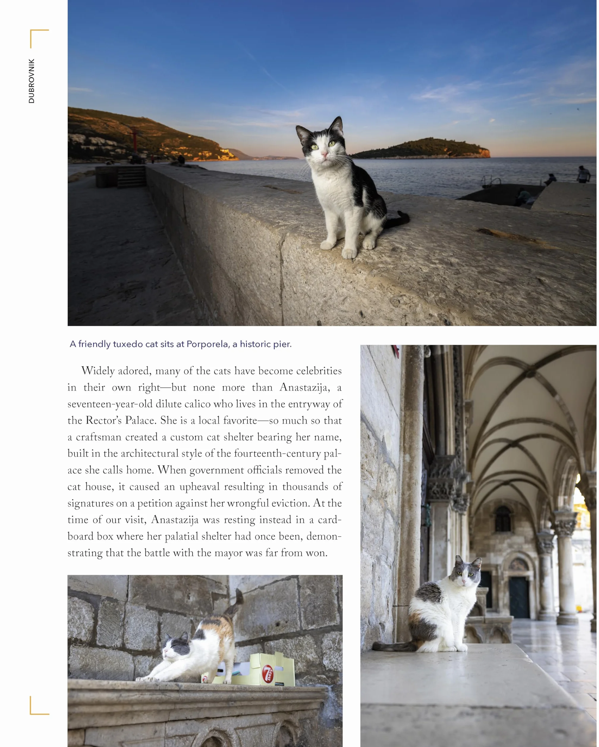 Cats of the World: TK