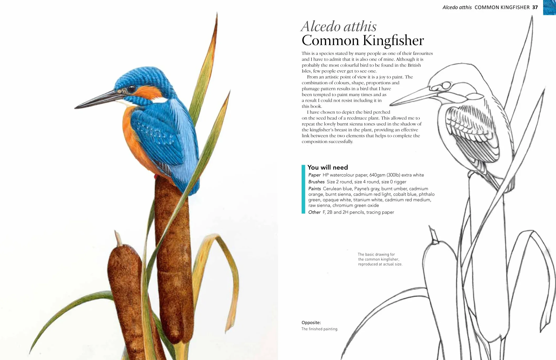 A-Z of Bird Portraits: An Illustrated Guide to Painting Beautiful Birds in Acrylics