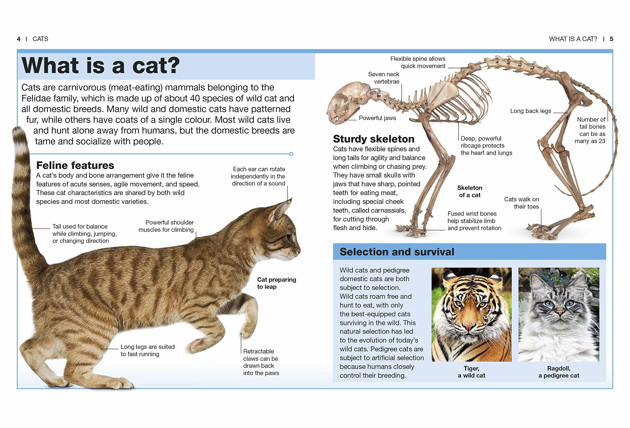 Cats: Facts at Your Fingertips (Pocket Eyewitness)