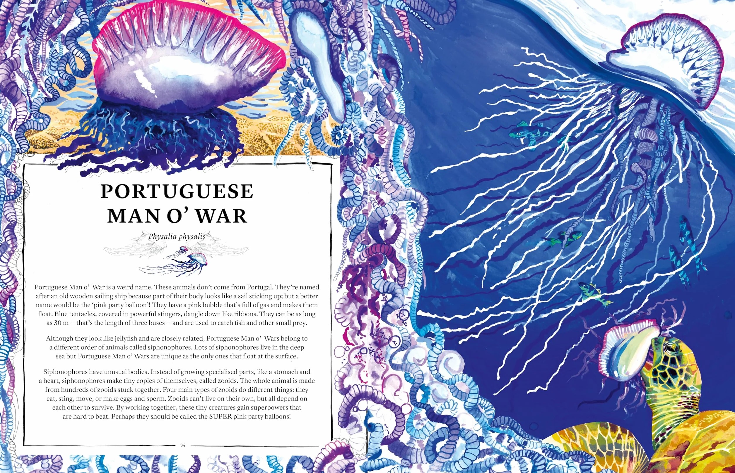 Oceanopedia /anglais: an Encyclopedia of Marine Creatures