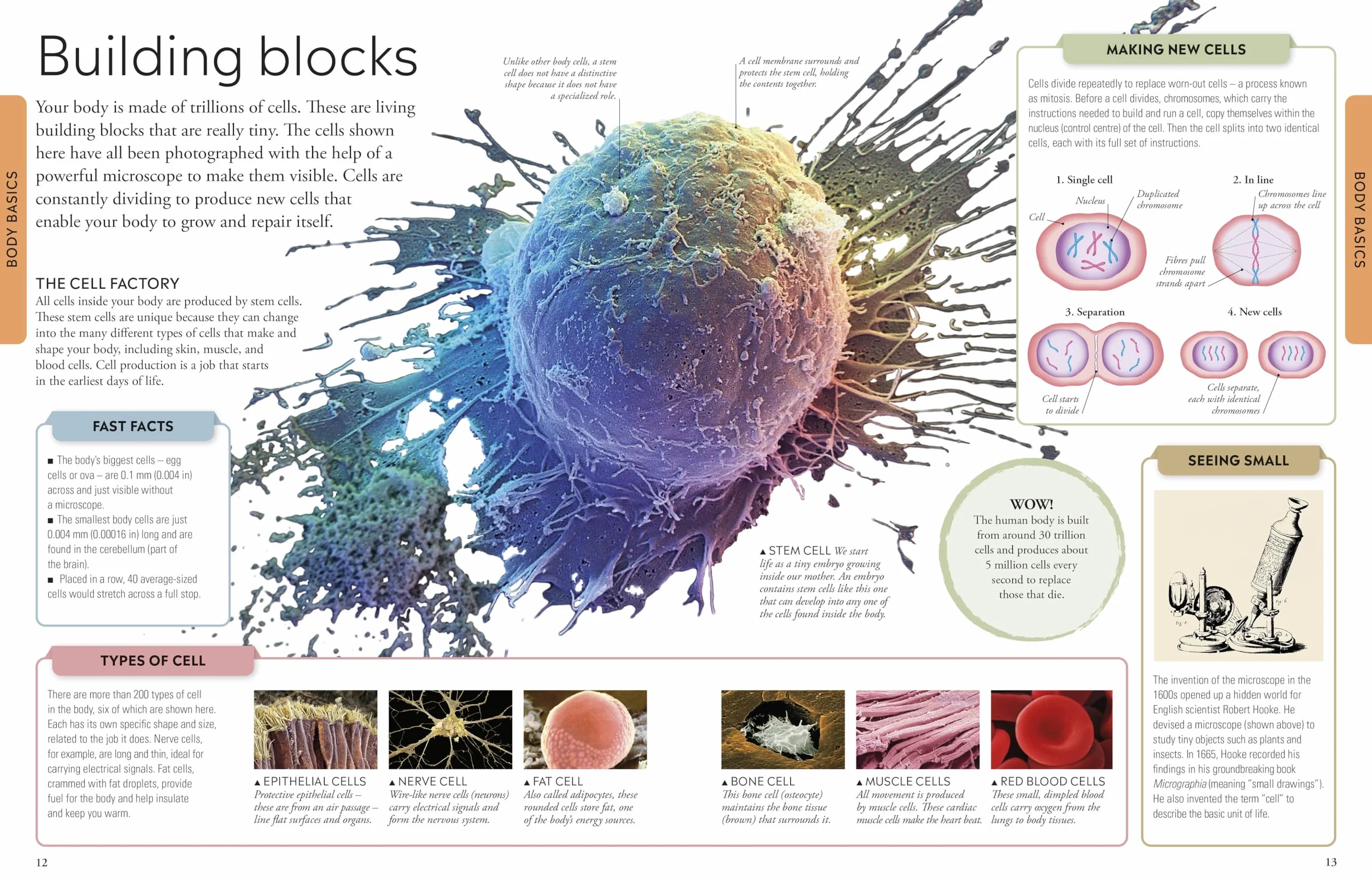 Human Body A Children's Encyclopedia