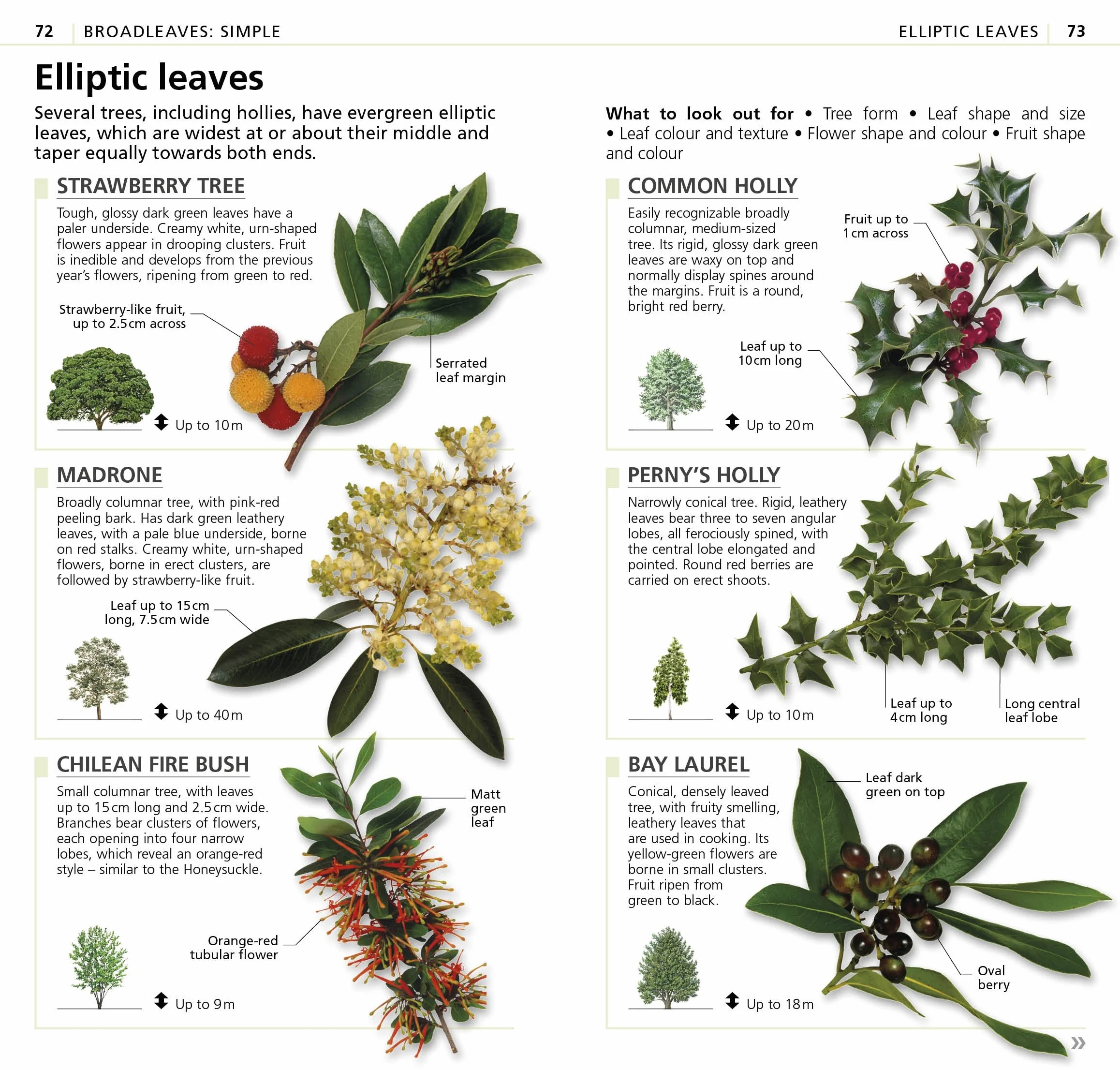 What's that Tree?: The Simplest ID Guide Ever