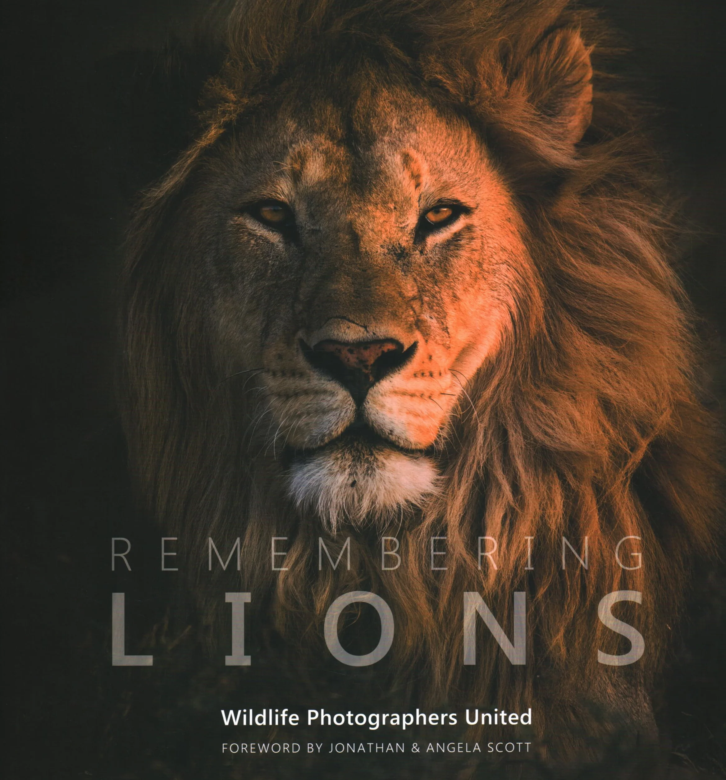 Remembering Lions: 4