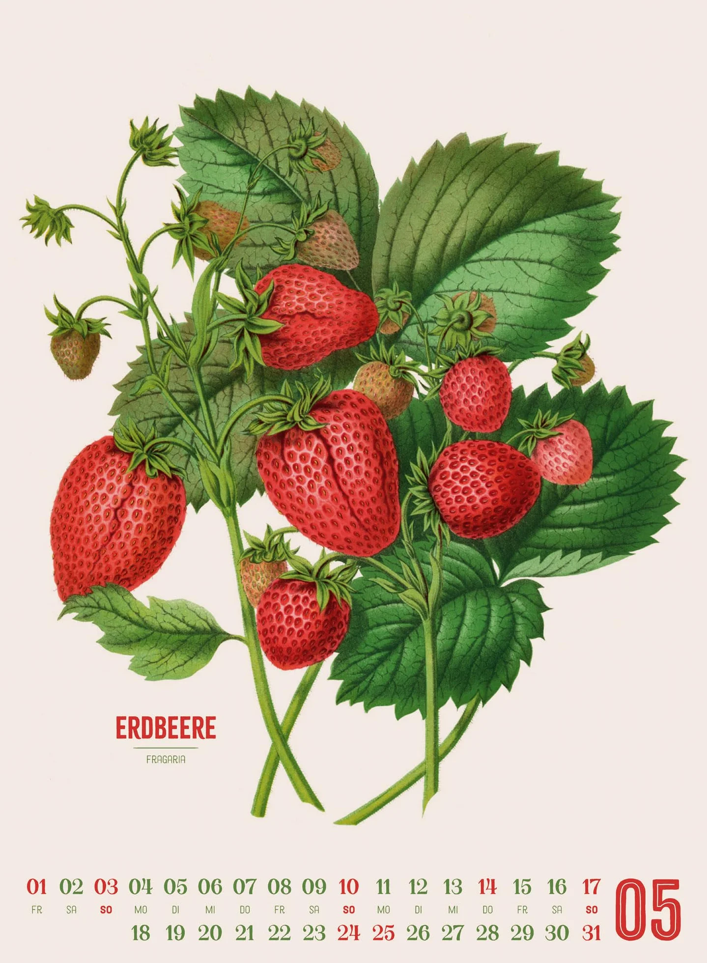 Obstgarten Kalender 2026 | Apfel, Birne, Pflaume & Co.: Stilvoller Retro-Küchen-Kalender im Hochformat (33x45 cm) | Gedruckt auf Apfelpapier