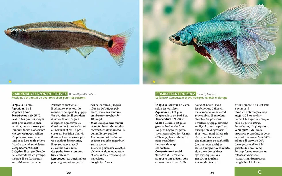 80 poissons exotiques: Les meilleures espèces pour aquarium d'eau douce