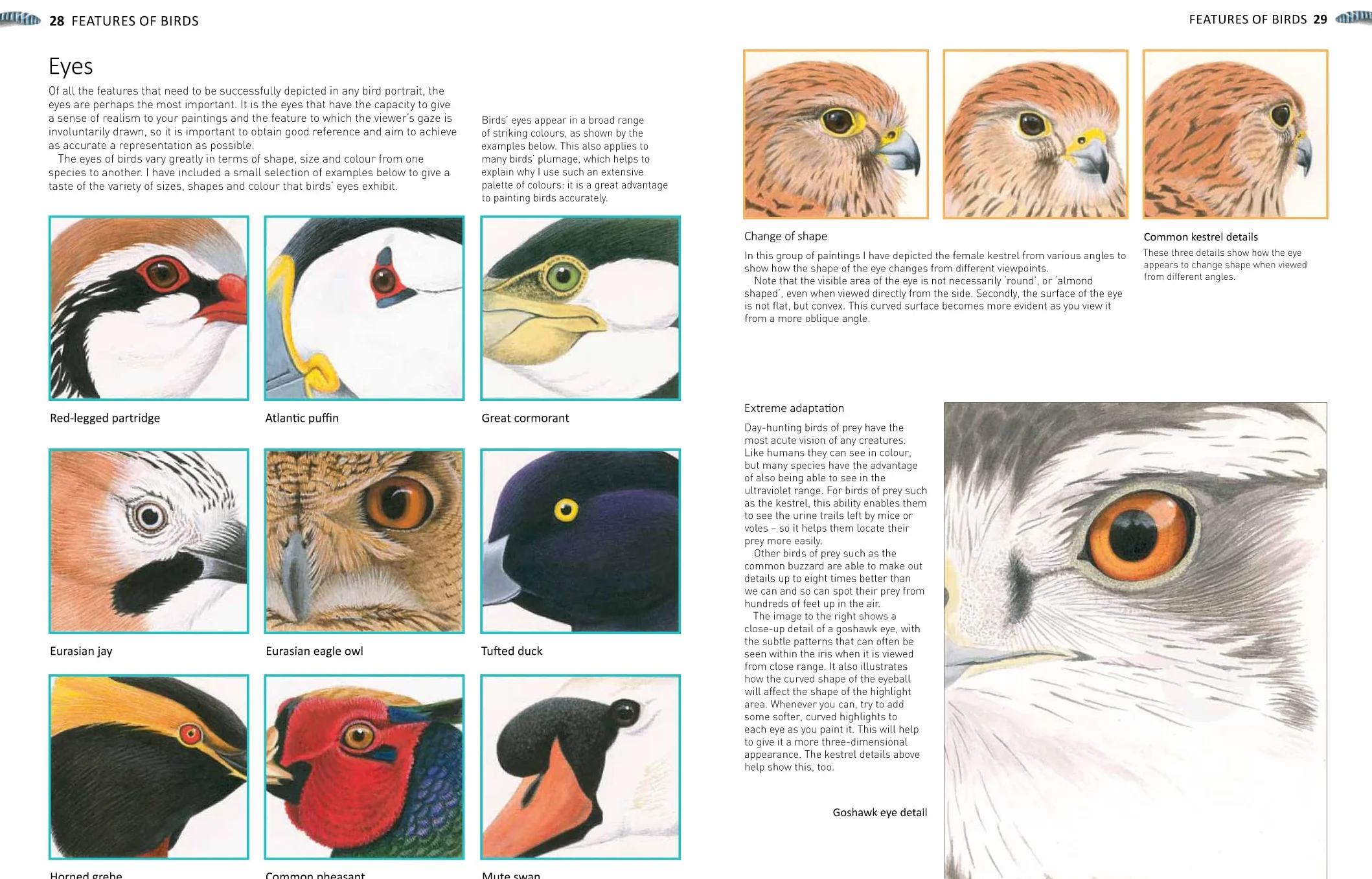 A-Z of Bird Portraits: An Illustrated Guide to Painting Beautiful Birds in Acrylics