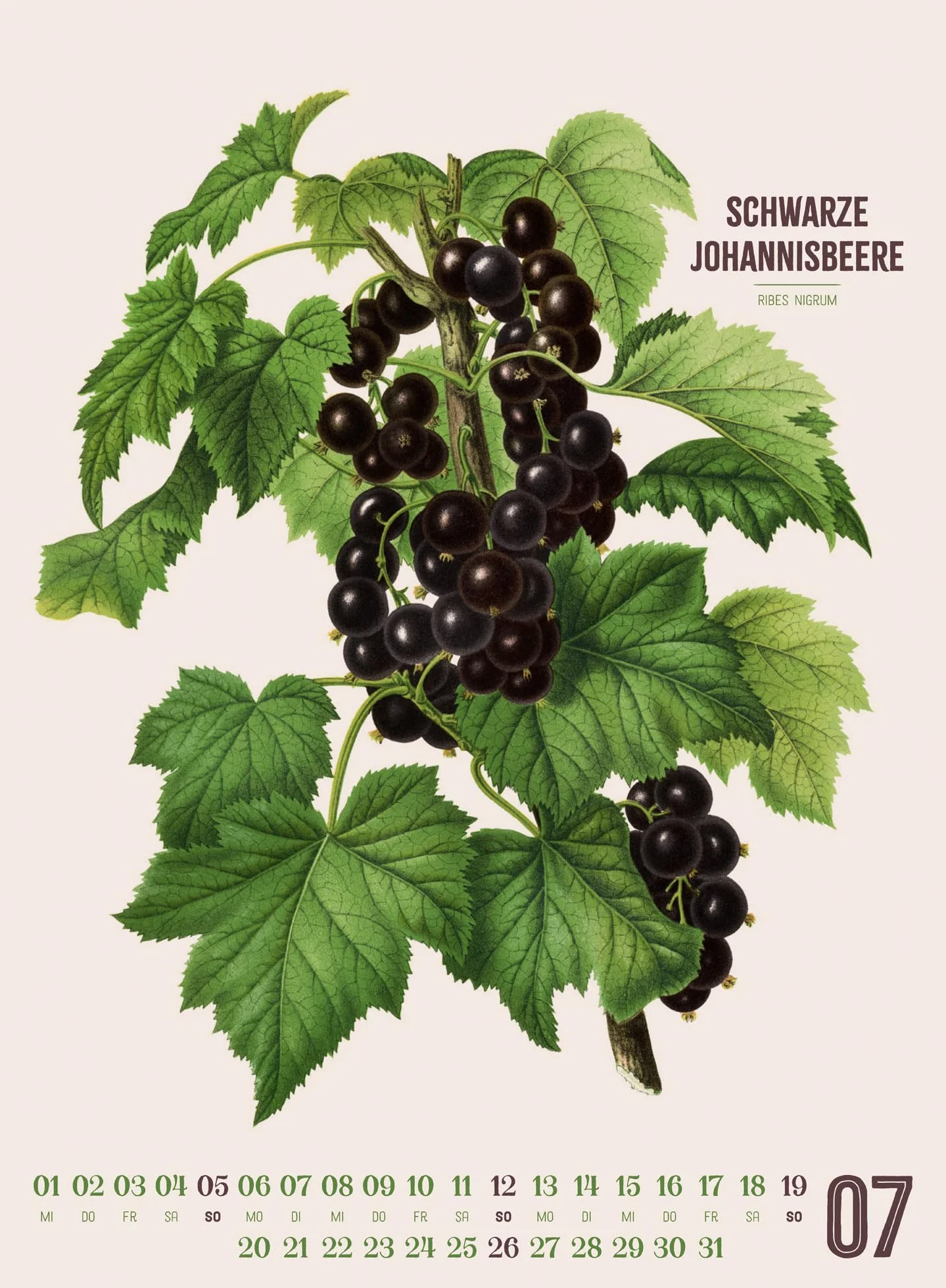Obstgarten Kalender 2026 | Apfel, Birne, Pflaume & Co.: Stilvoller Retro-Küchen-Kalender im Hochformat (33x45 cm) | Gedruckt auf Apfelpapier