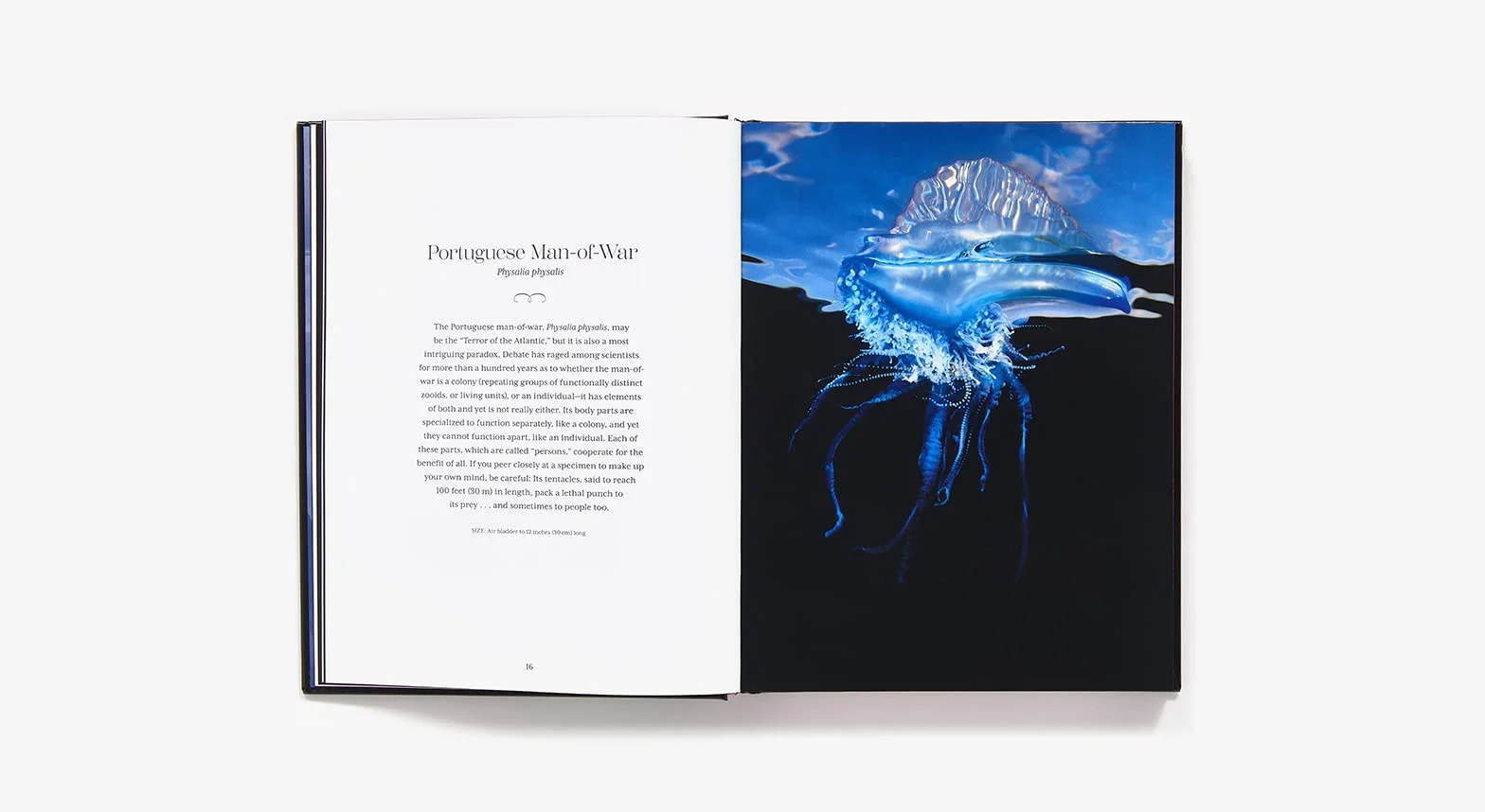 Shapeshifters: The Wondrous World of Jellyfish