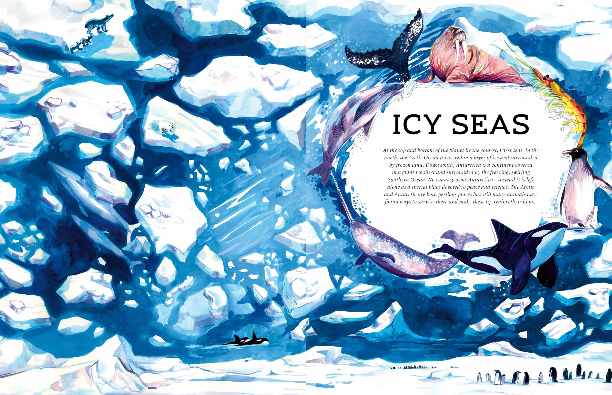 Oceanopedia /anglais: an Encyclopedia of Marine Creatures