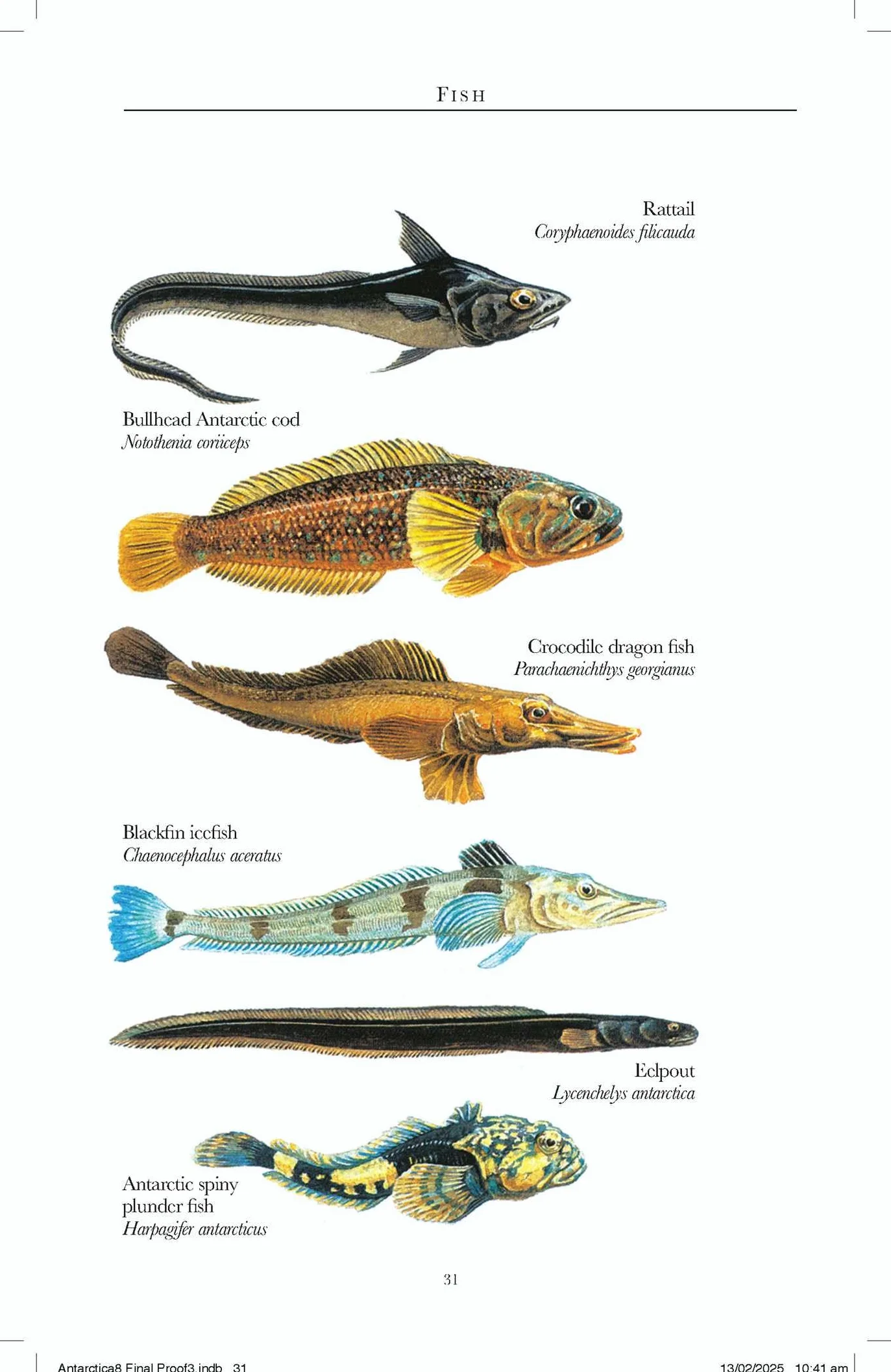 Antarctica wildlife: A Guide to the Wildlife