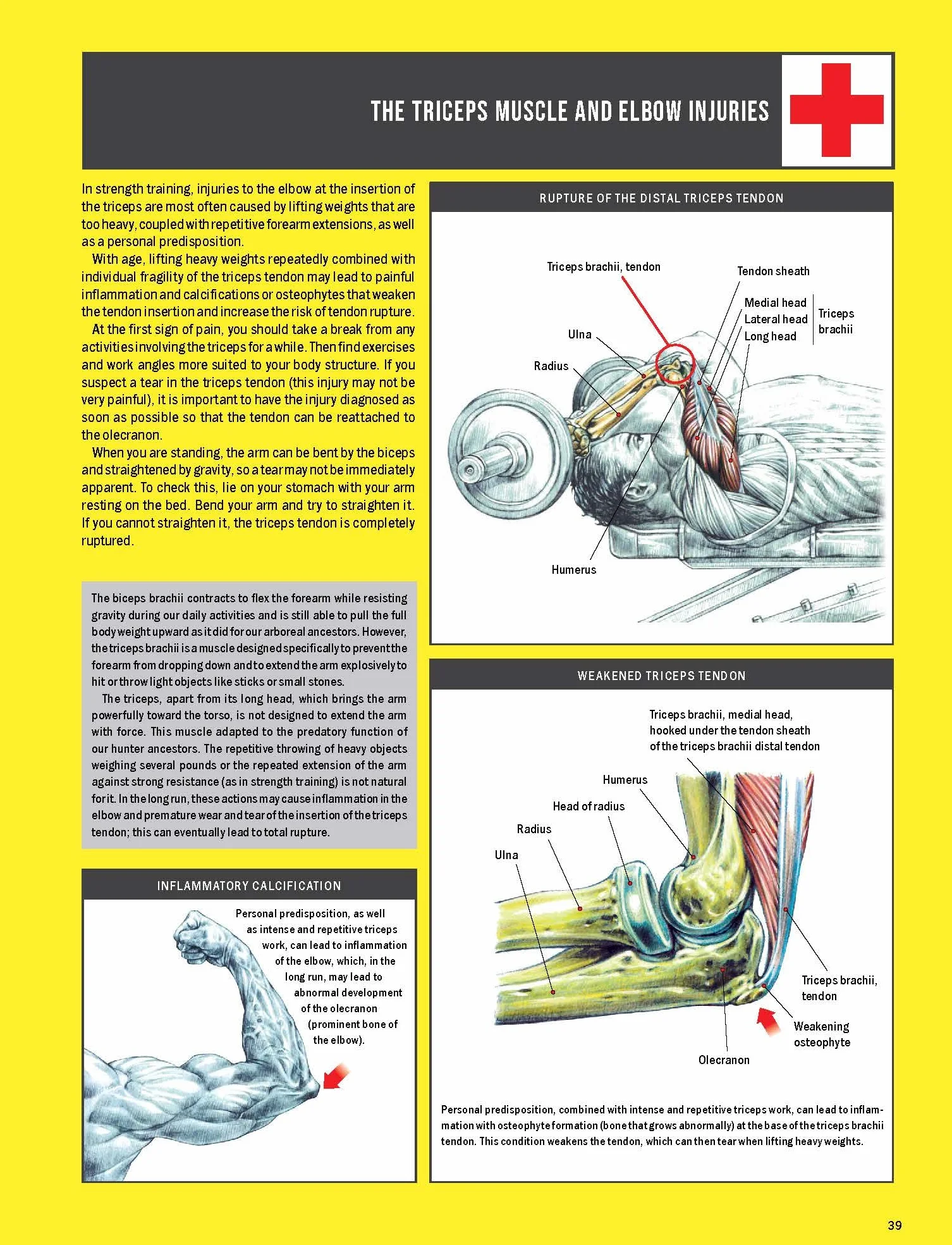 Strength Training Anatomy