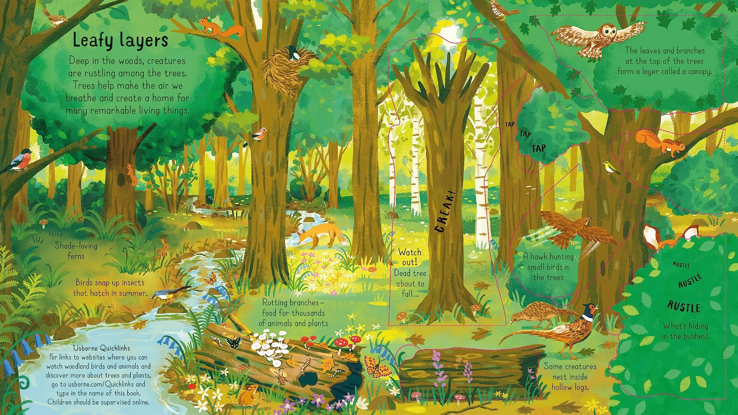 Look Inside the Woods