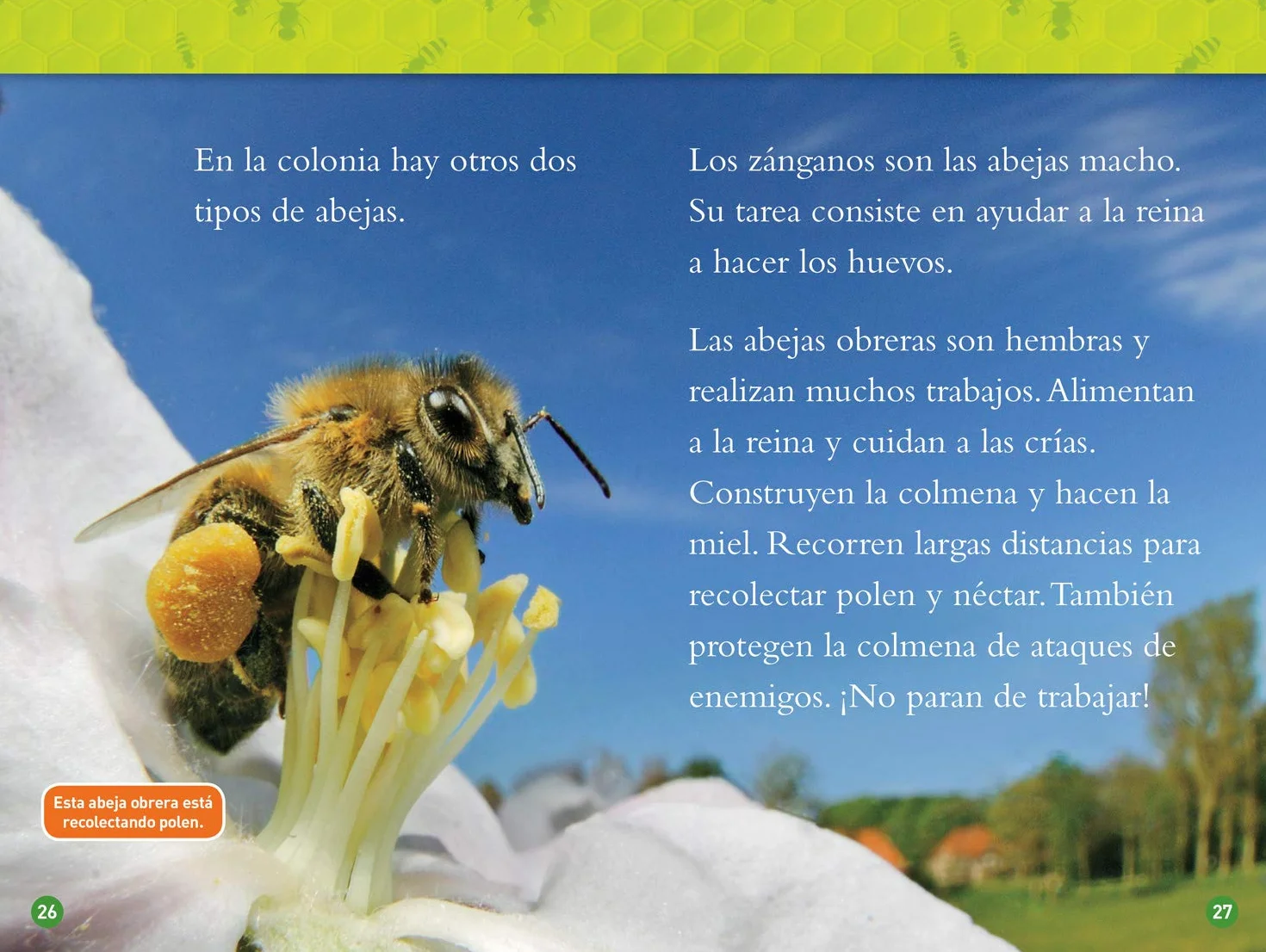 Las Abejas (L2)