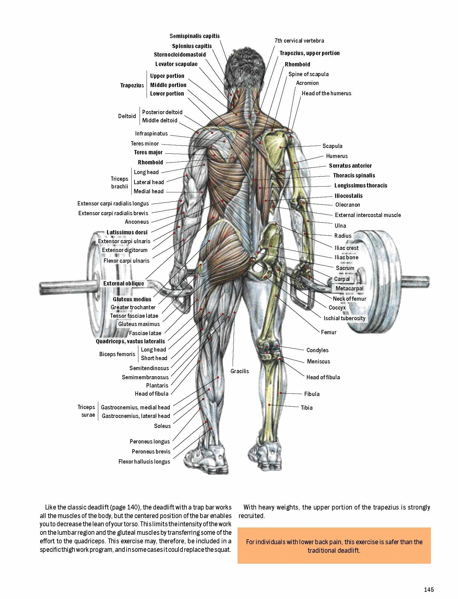 Strength Training Anatomy