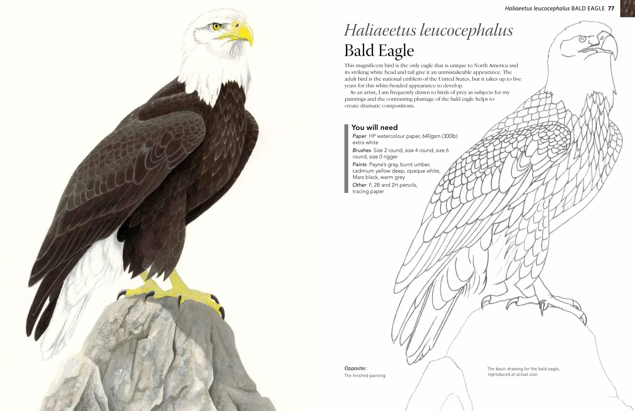 A-Z of Bird Portraits: An Illustrated Guide to Painting Beautiful Birds in Acrylics