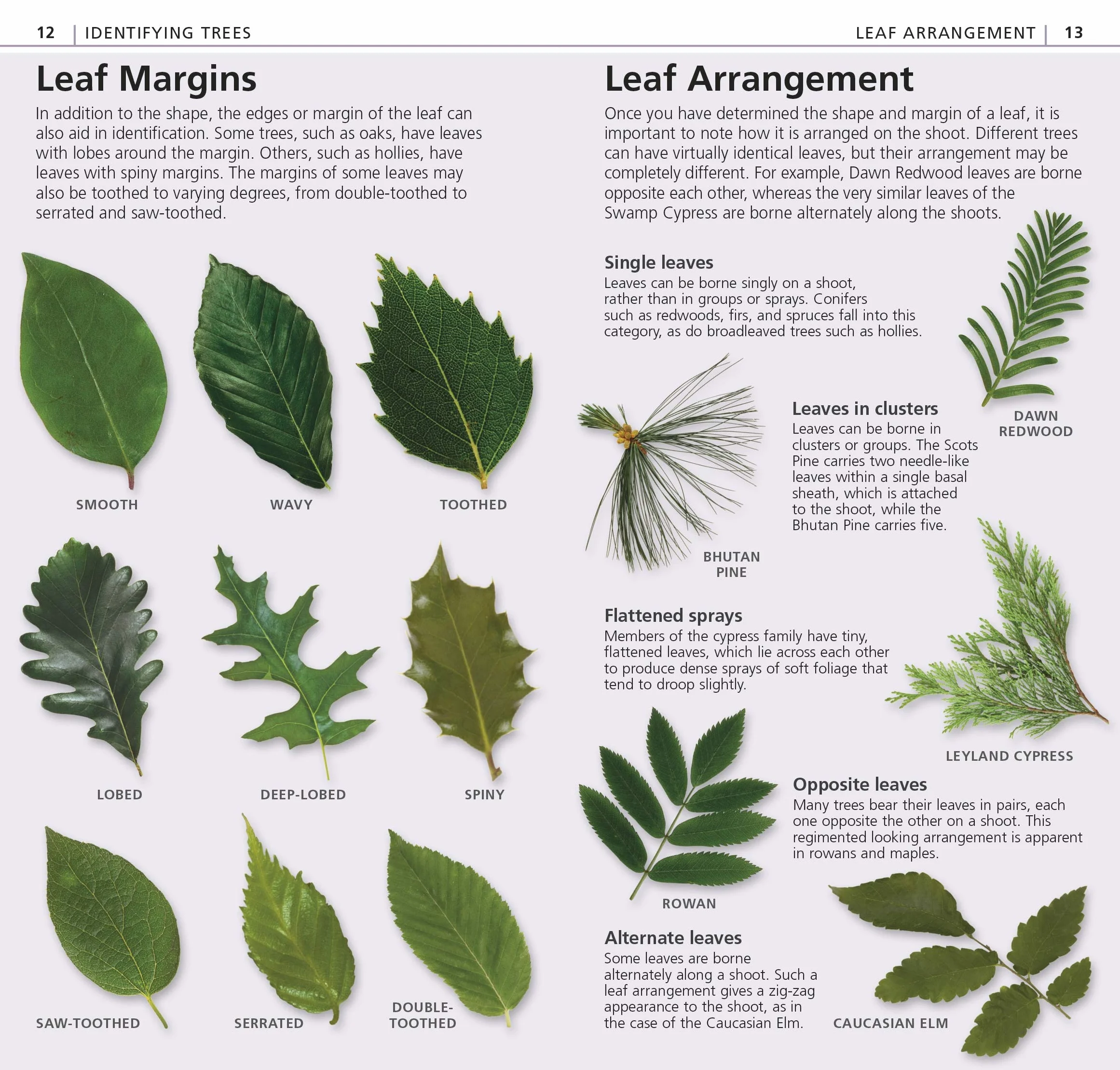 What's that Tree?: The Simplest ID Guide Ever
