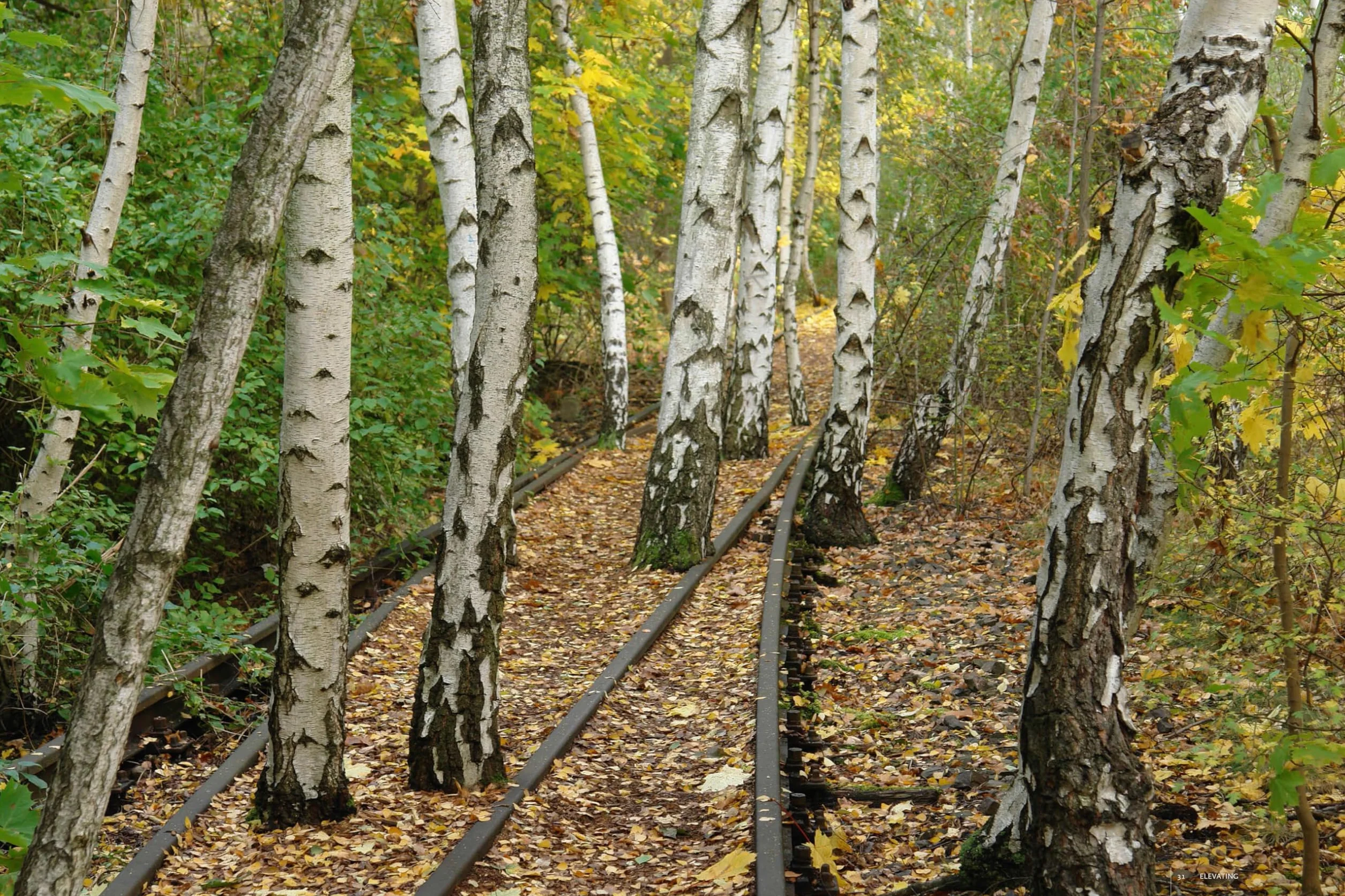 Gardens of the High Line: Elevating the Nature of Modern Landscapes