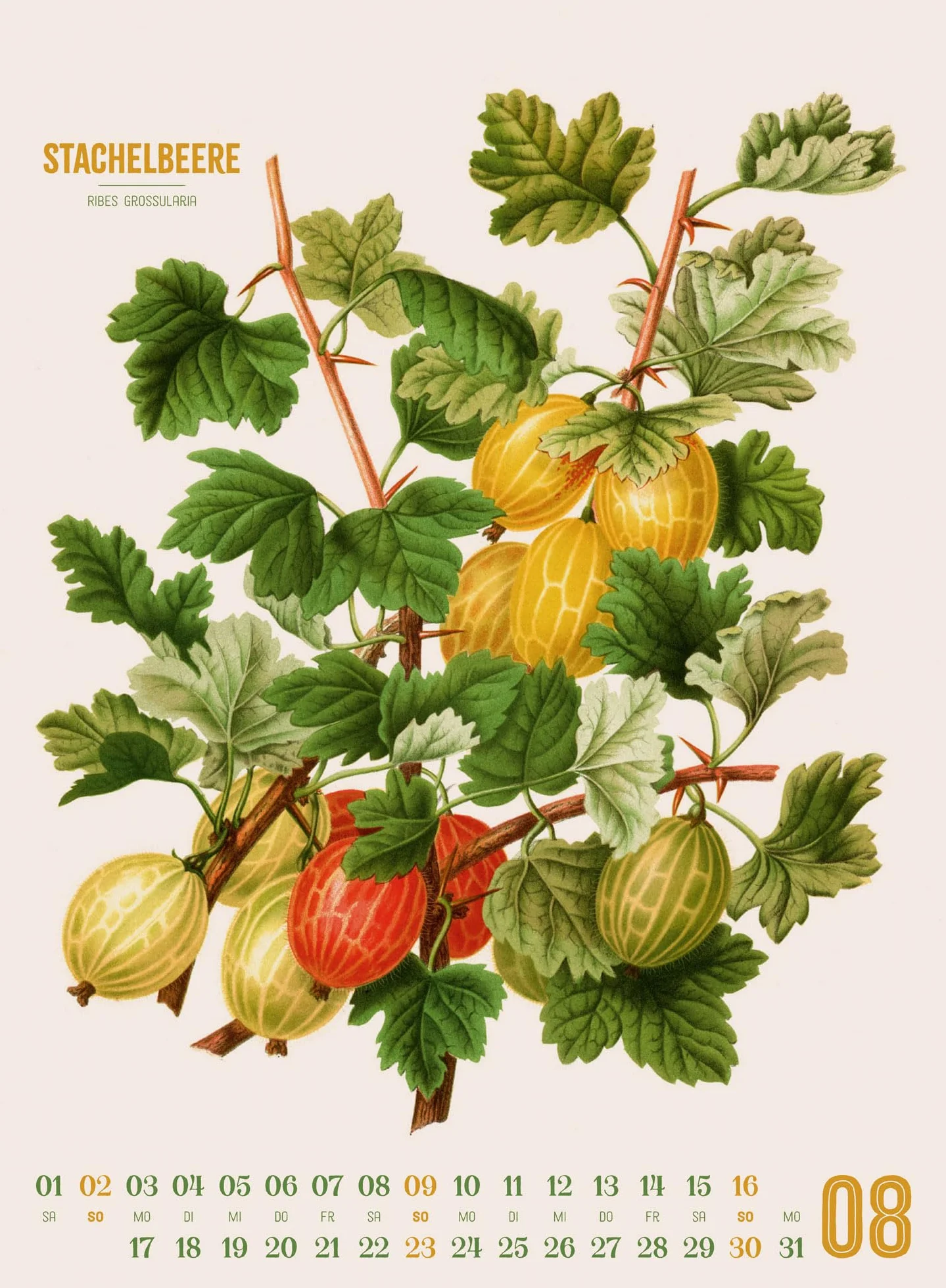 Obstgarten Kalender 2026 | Apfel, Birne, Pflaume & Co.: Stilvoller Retro-Küchen-Kalender im Hochformat (33x45 cm) | Gedruckt auf Apfelpapier