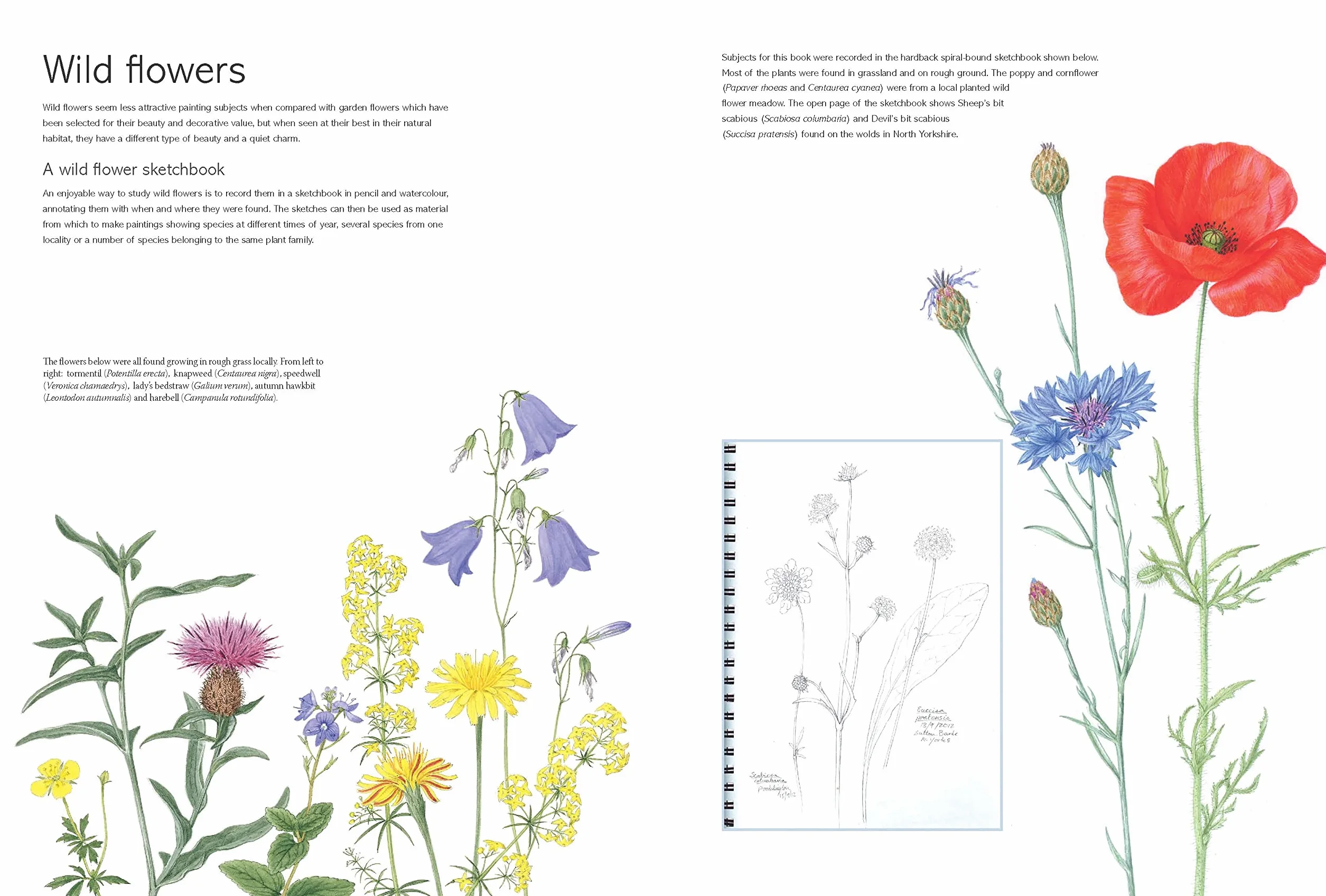 Kew Book of Botanical Illustration