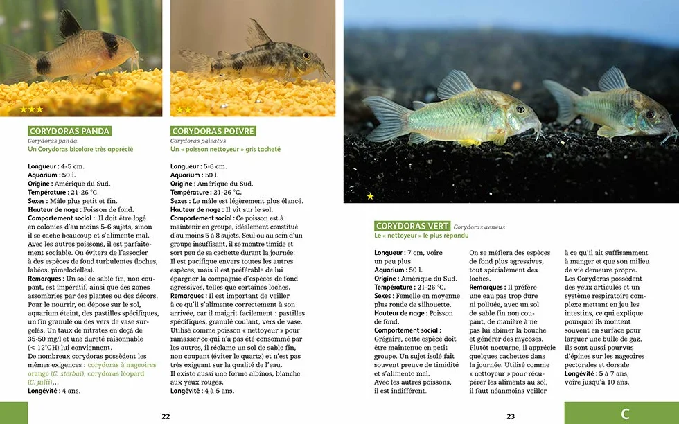 80 poissons exotiques: Les meilleures espèces pour aquarium d'eau douce