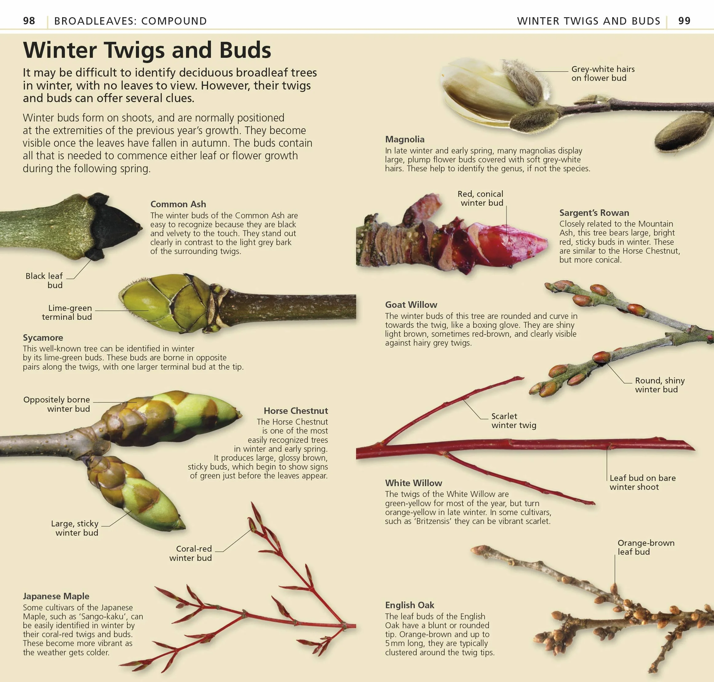 What's that Tree?: The Simplest ID Guide Ever