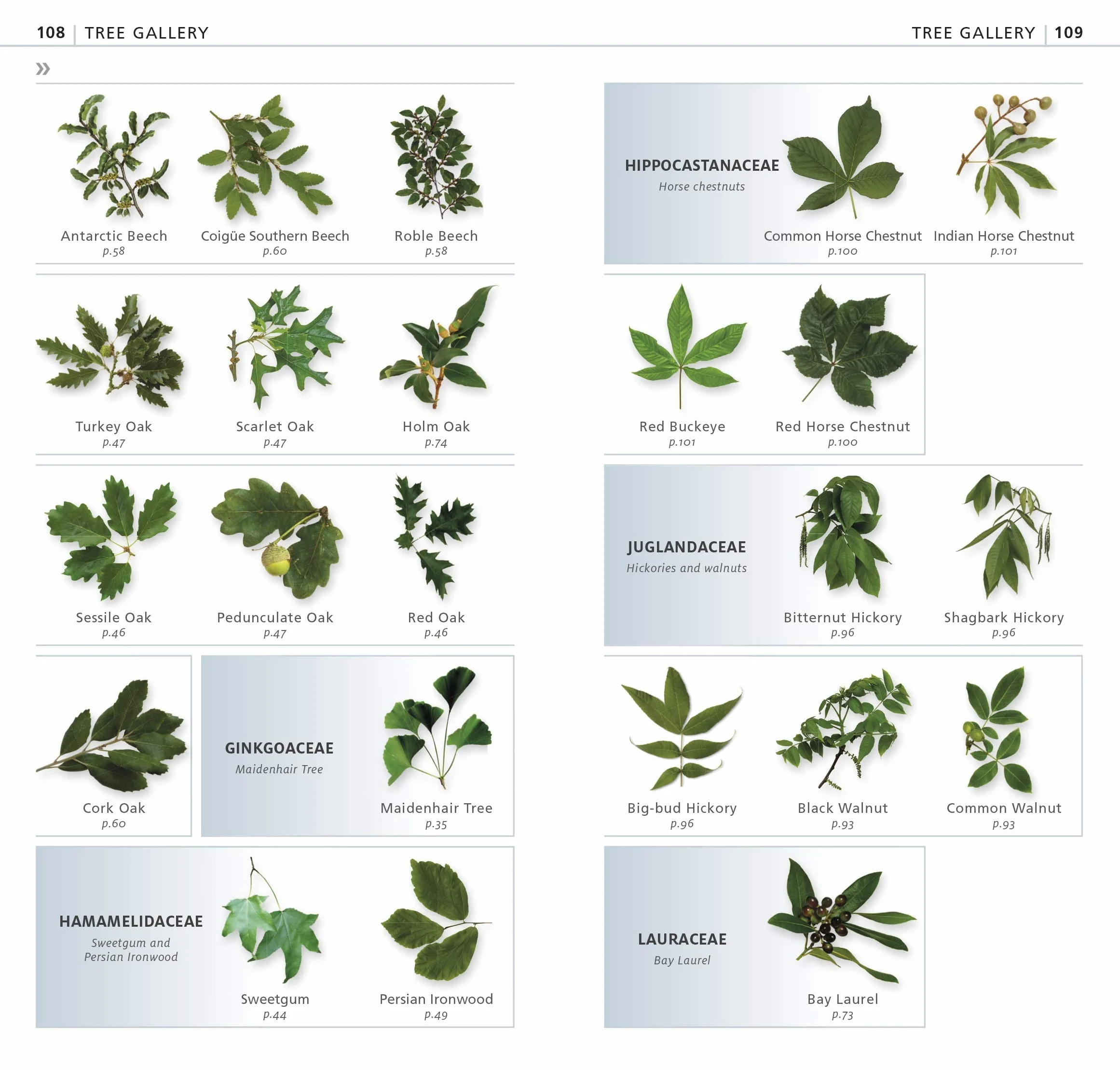 What's that Tree?: The Simplest ID Guide Ever