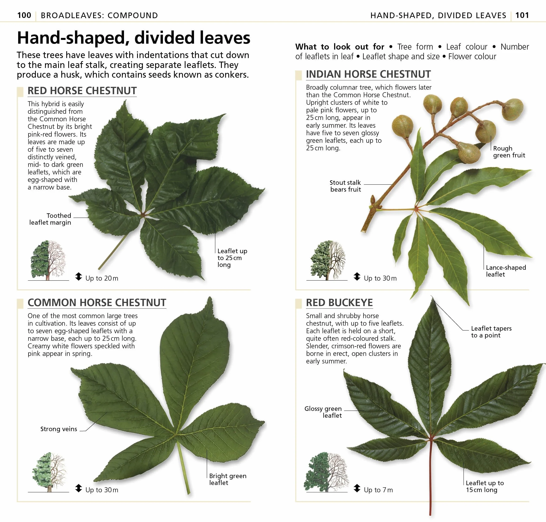 What's that Tree?: The Simplest ID Guide Ever